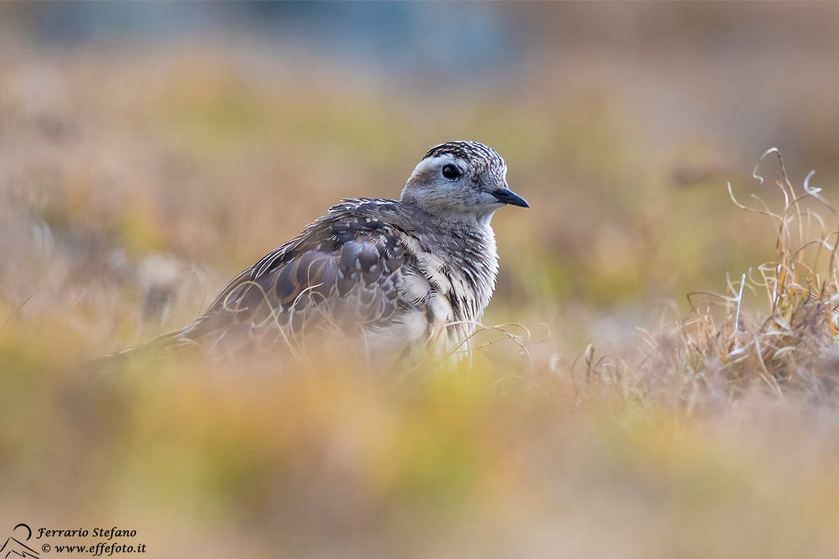Plover Tortolino