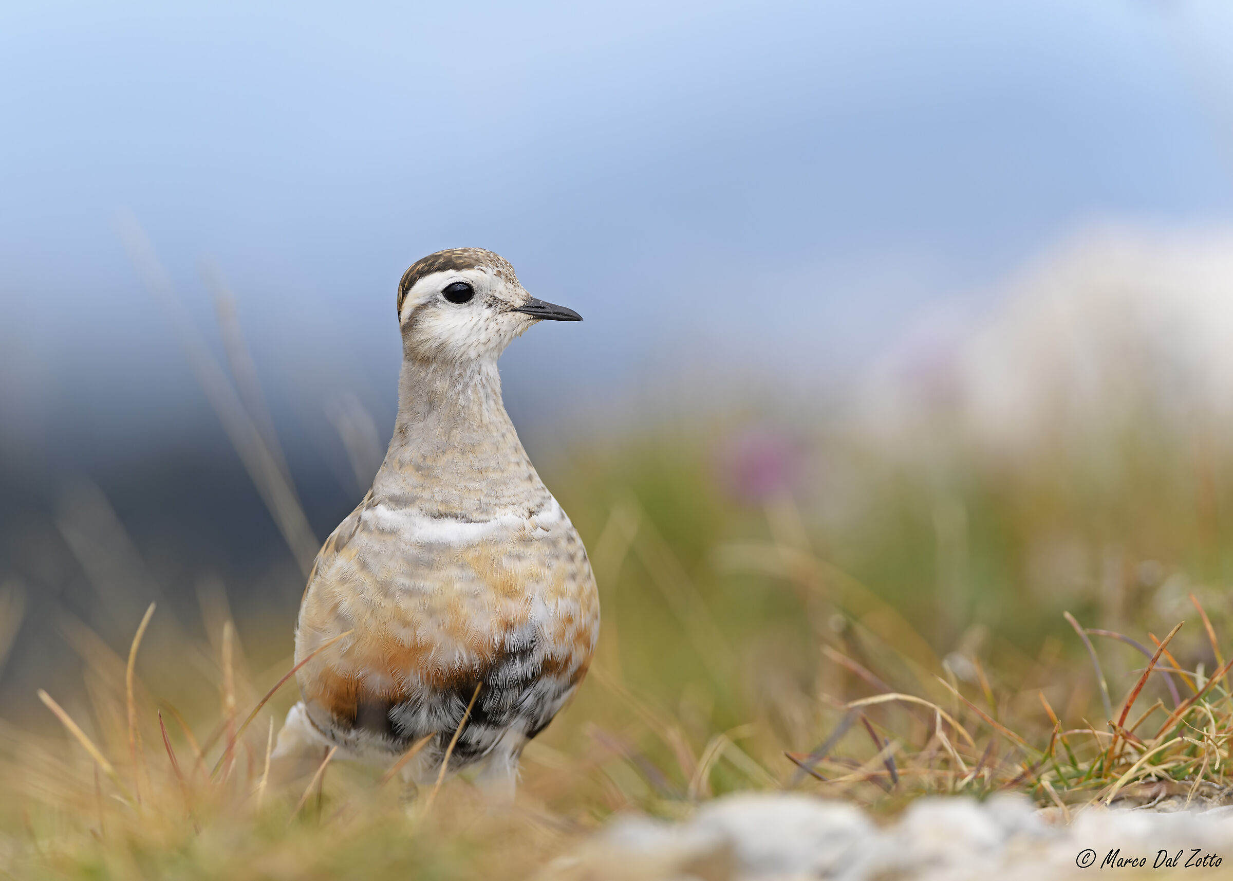 Incontro fortunato, Piviere Tortolino