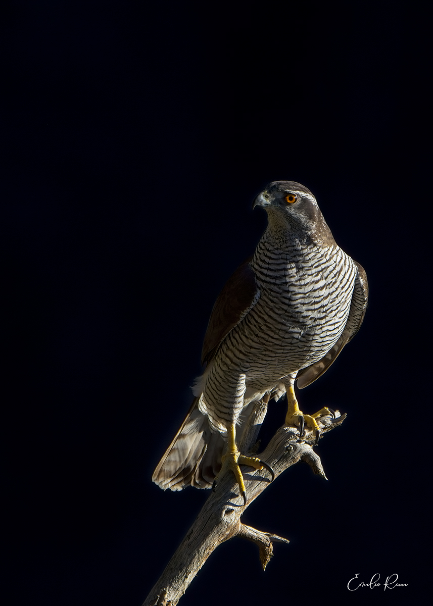Goshawk