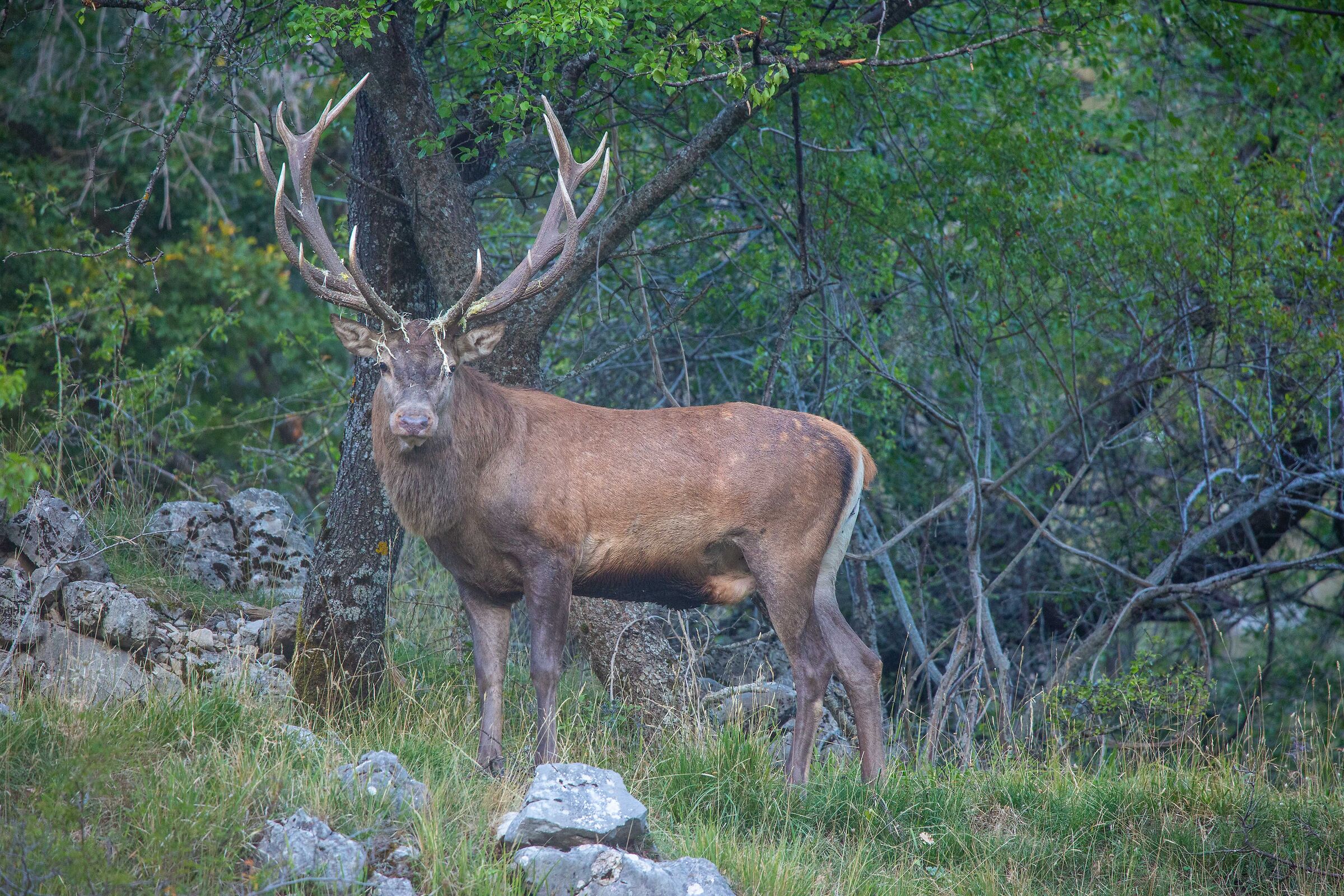 First Bramito