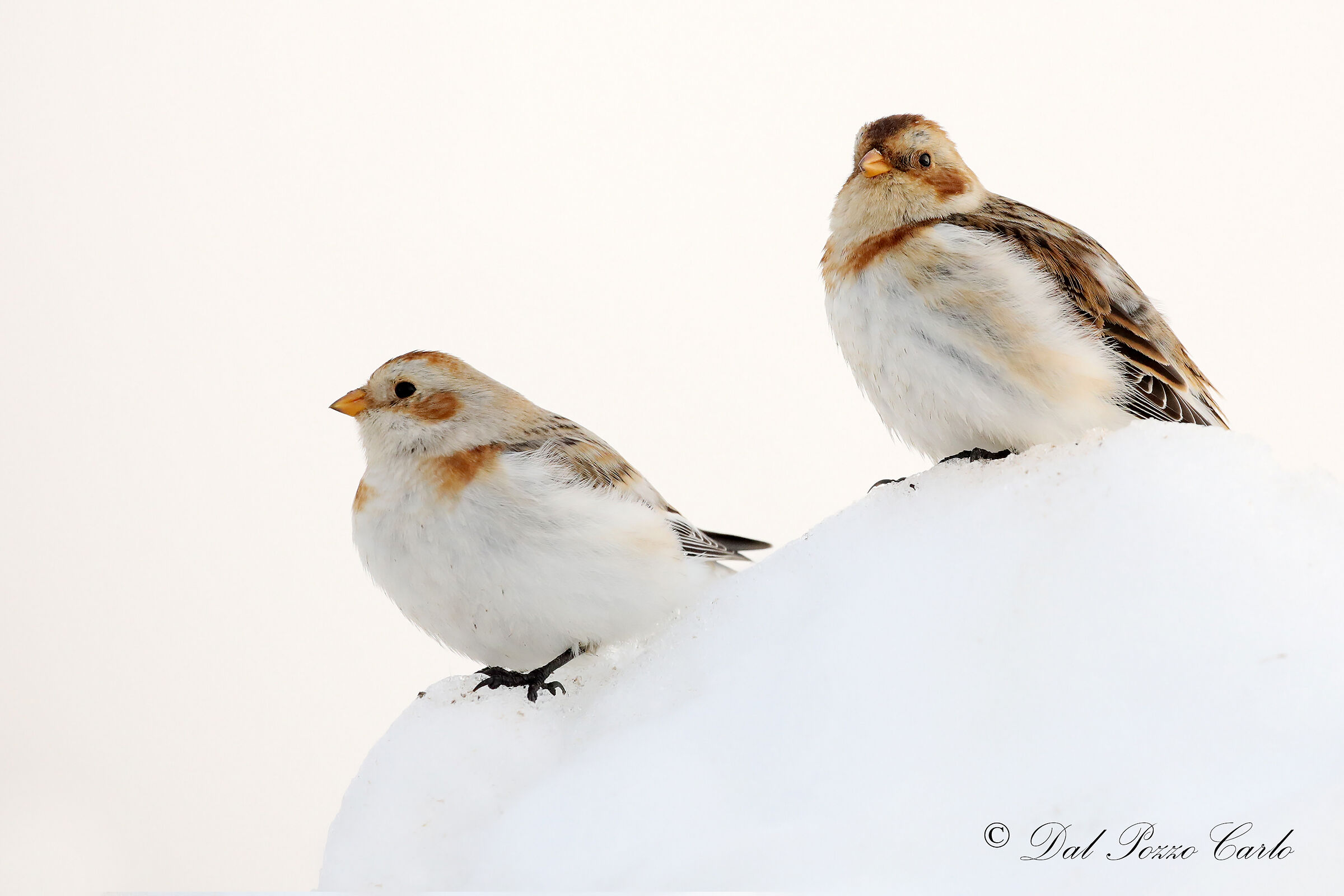 Snow zigoli