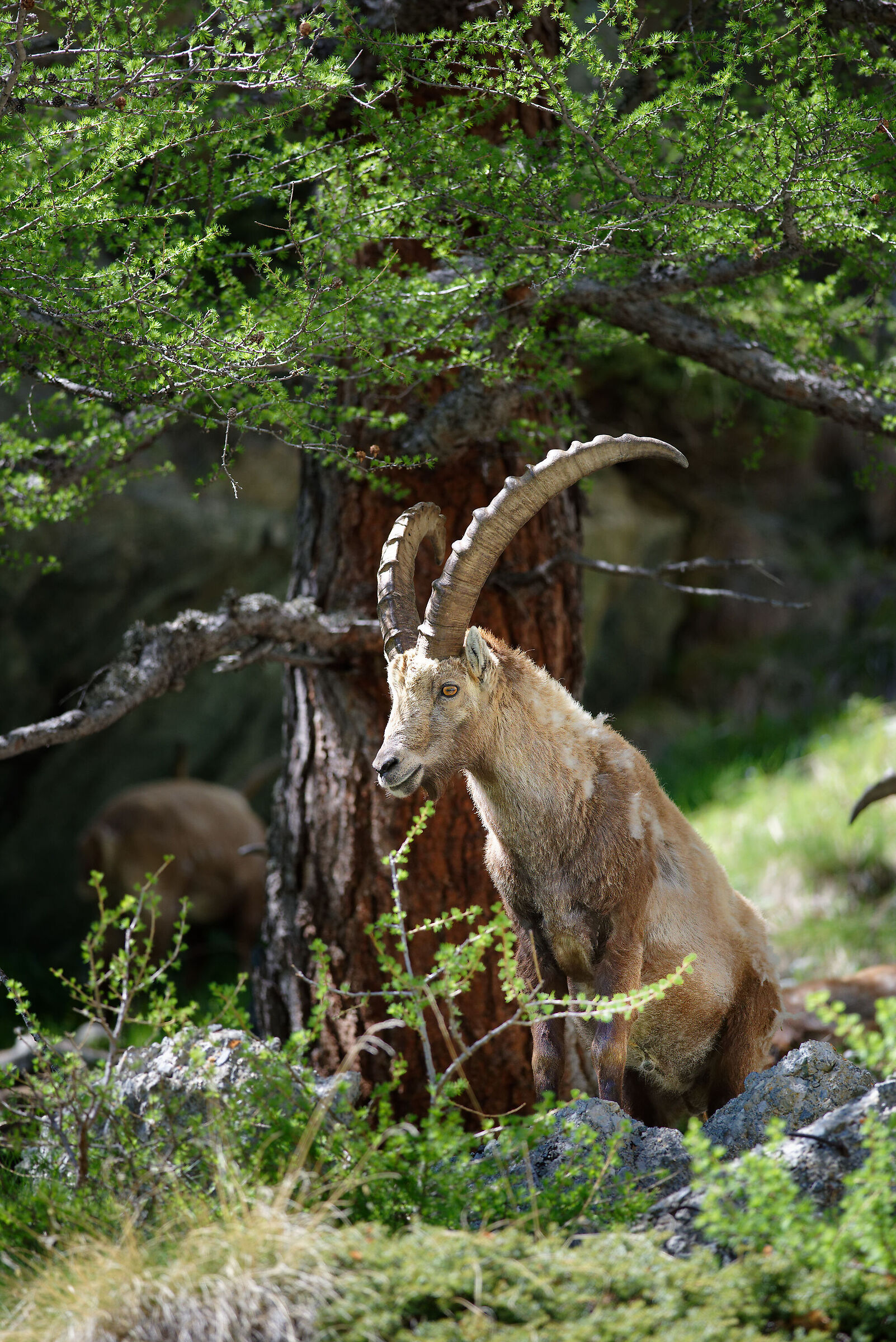 The watchful eye of the Pack Leader