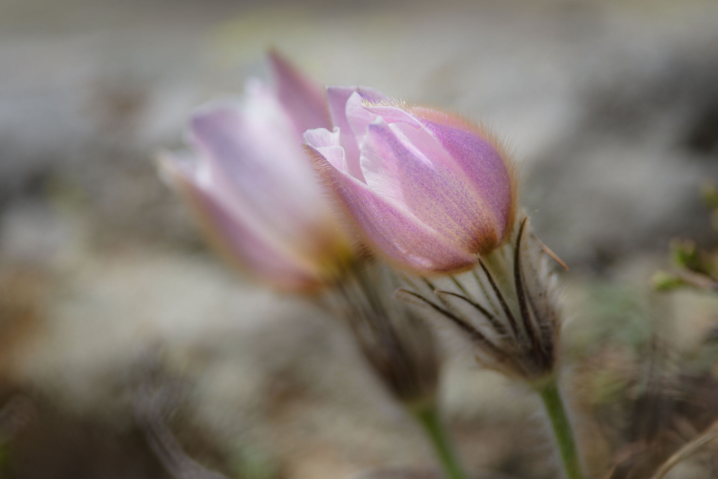 The Delicacy of Nature