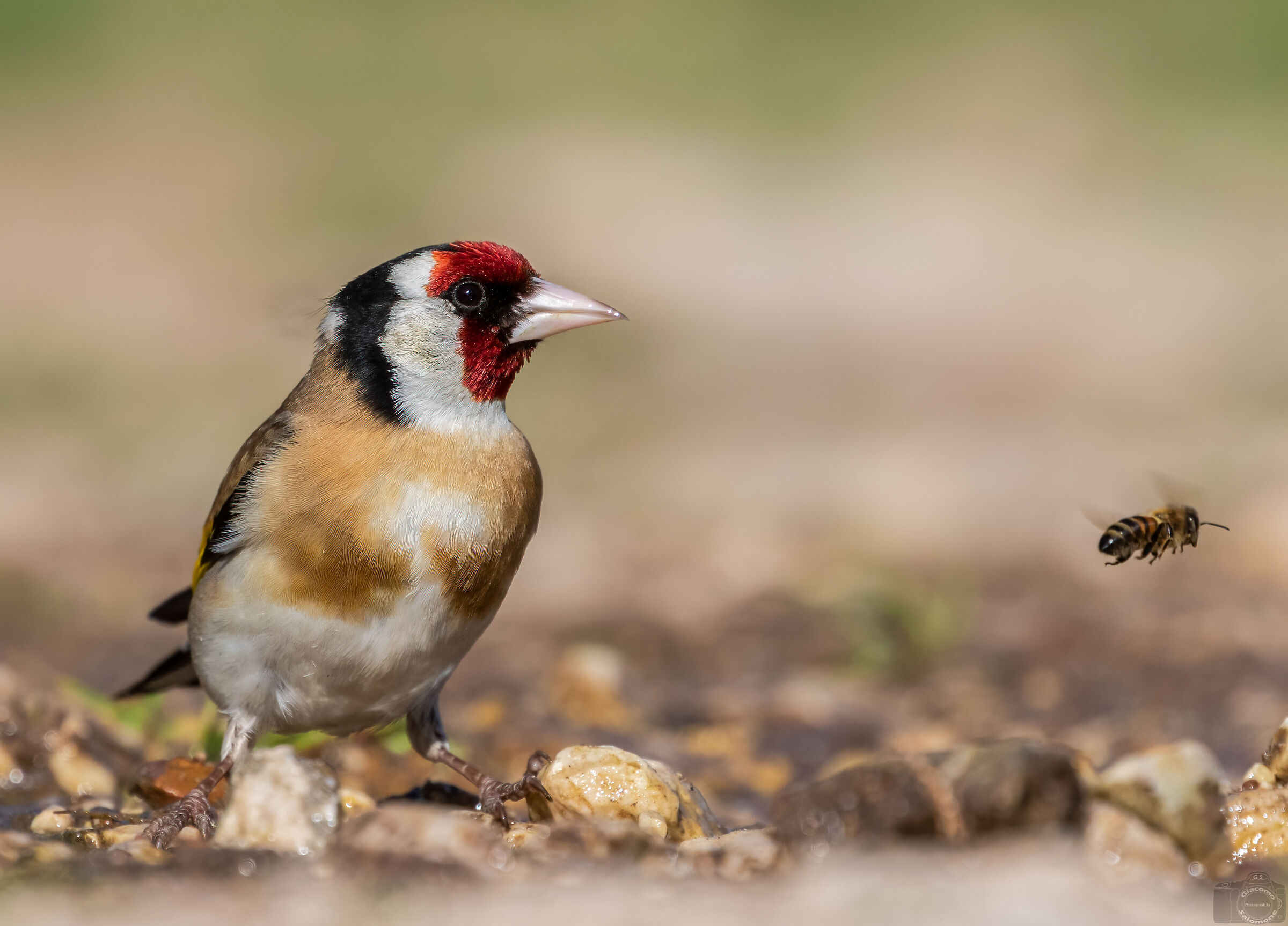 The Goldfinch and the Bee.