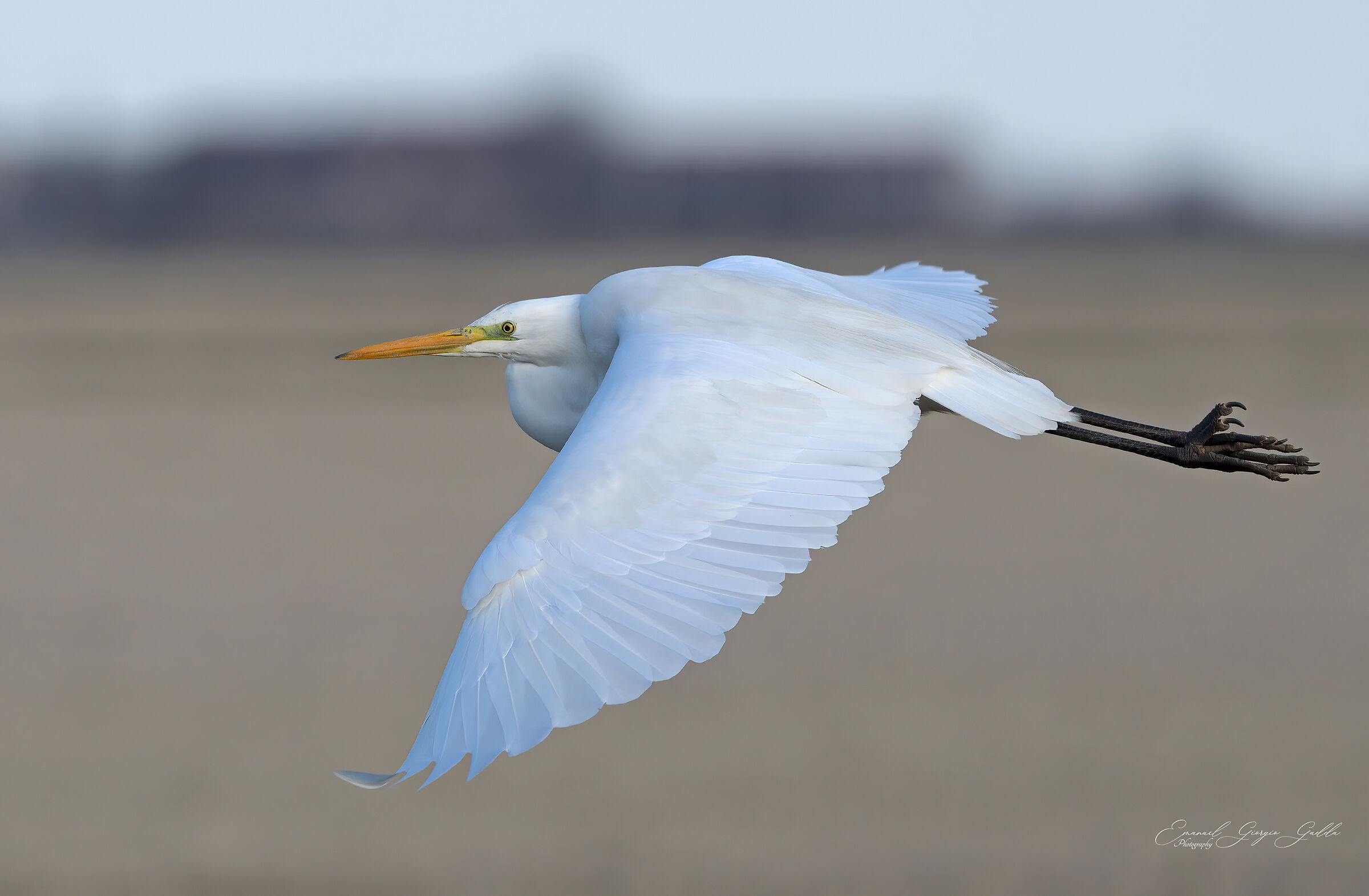 Great white heron