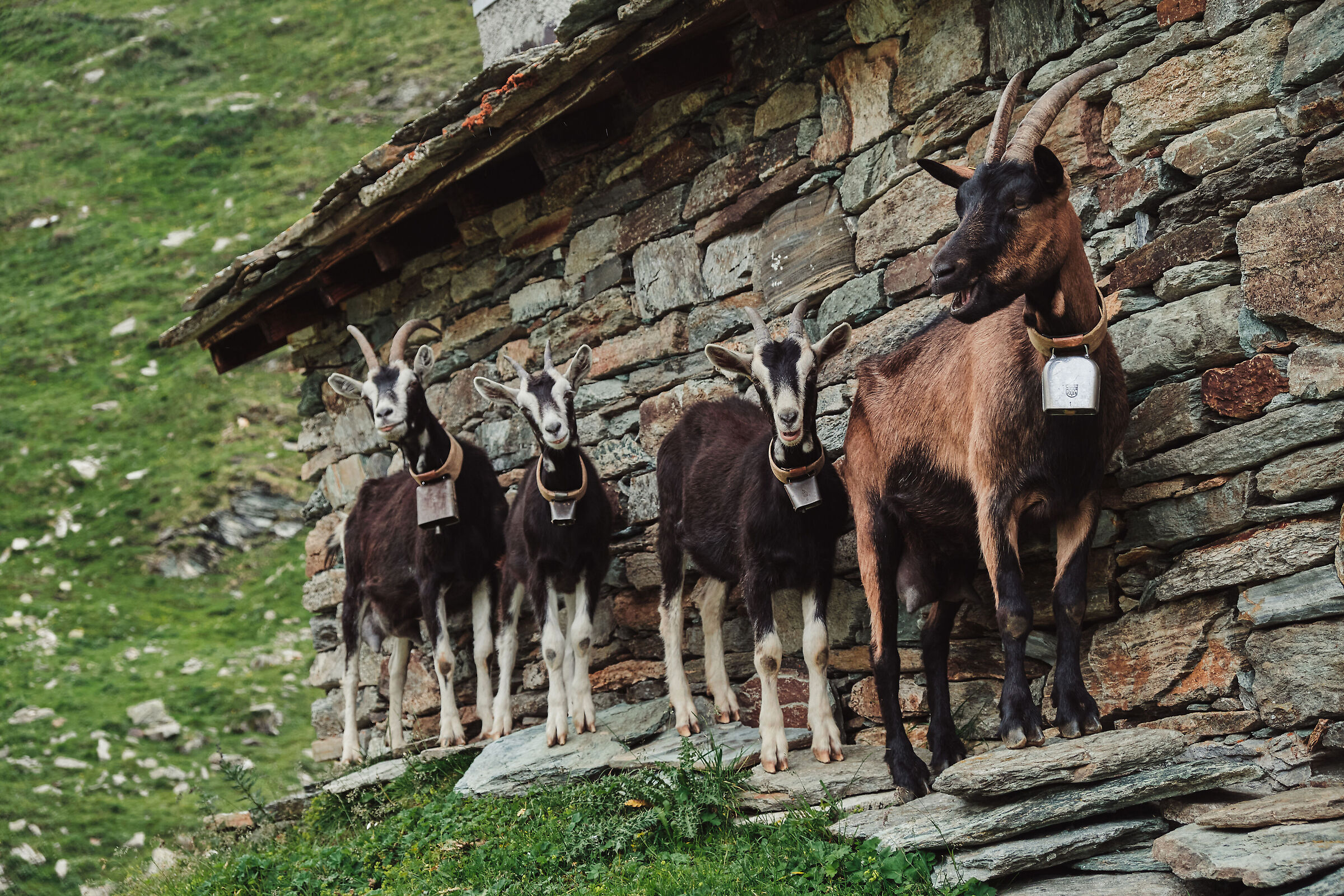 Quartetto in posa (più o meno)