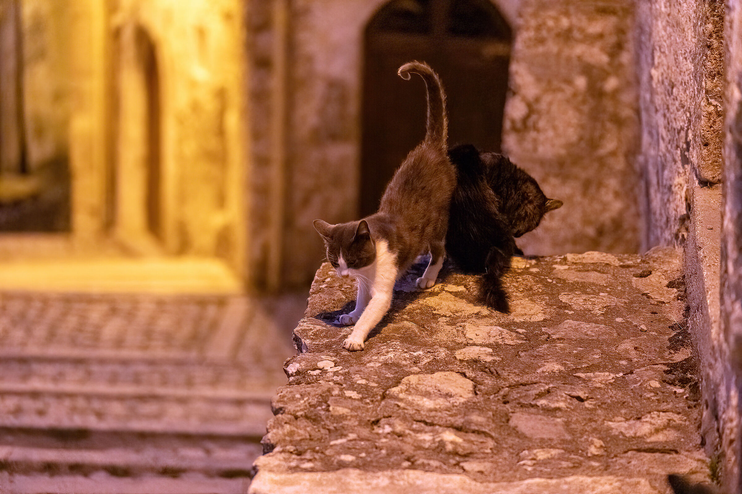 The cat and the village