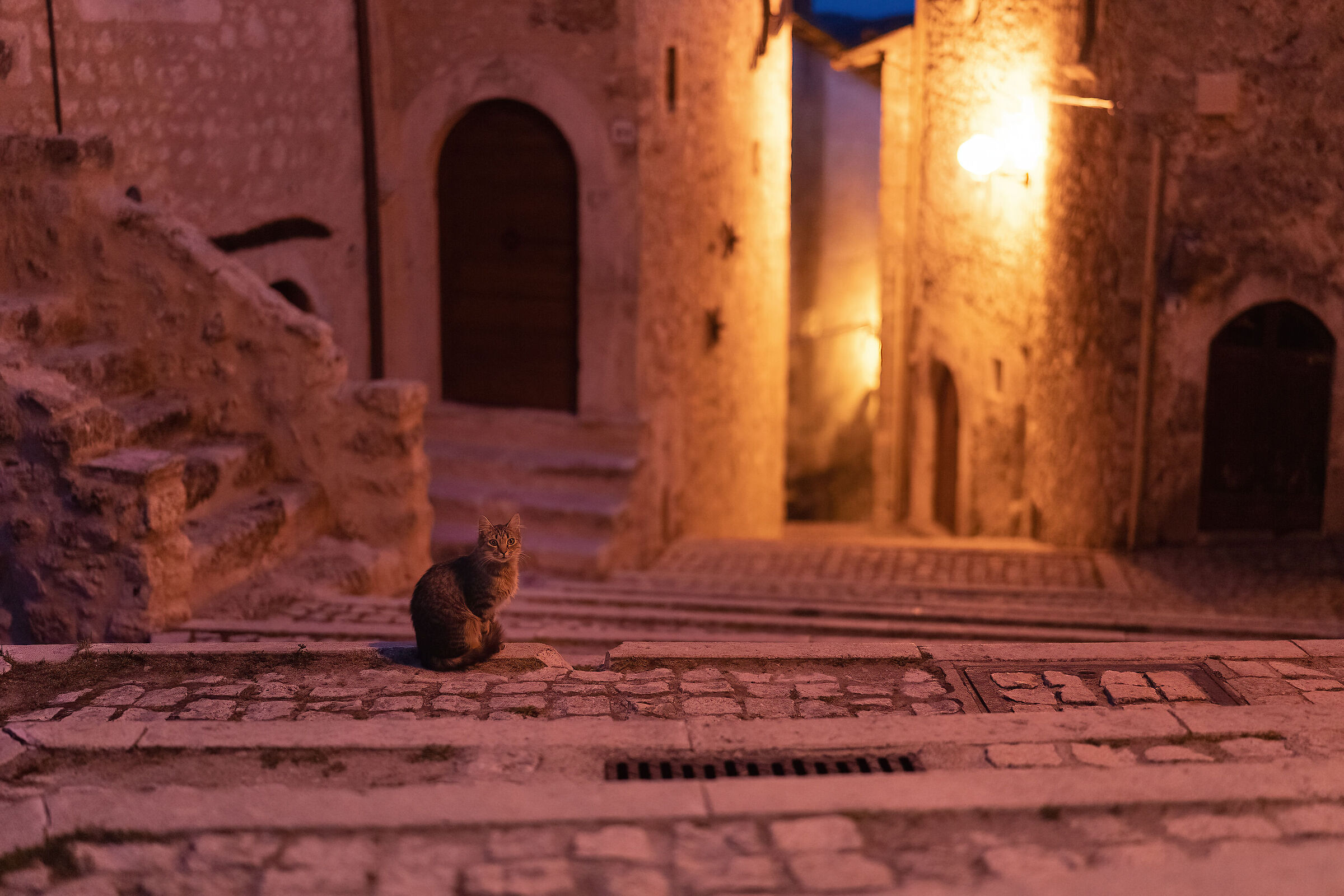 The cat and the village