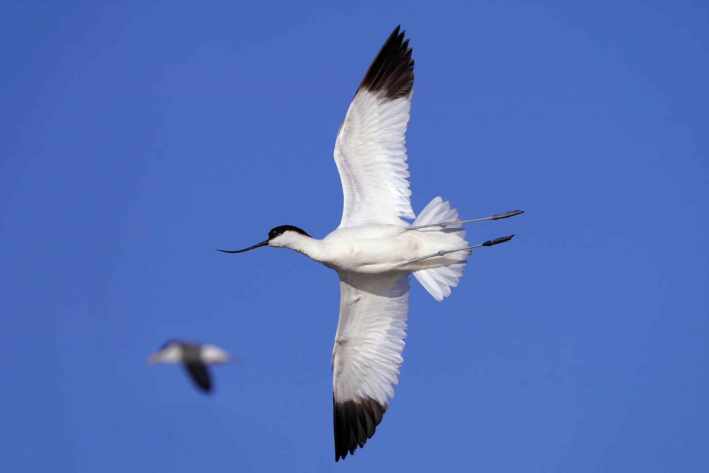 Avocet