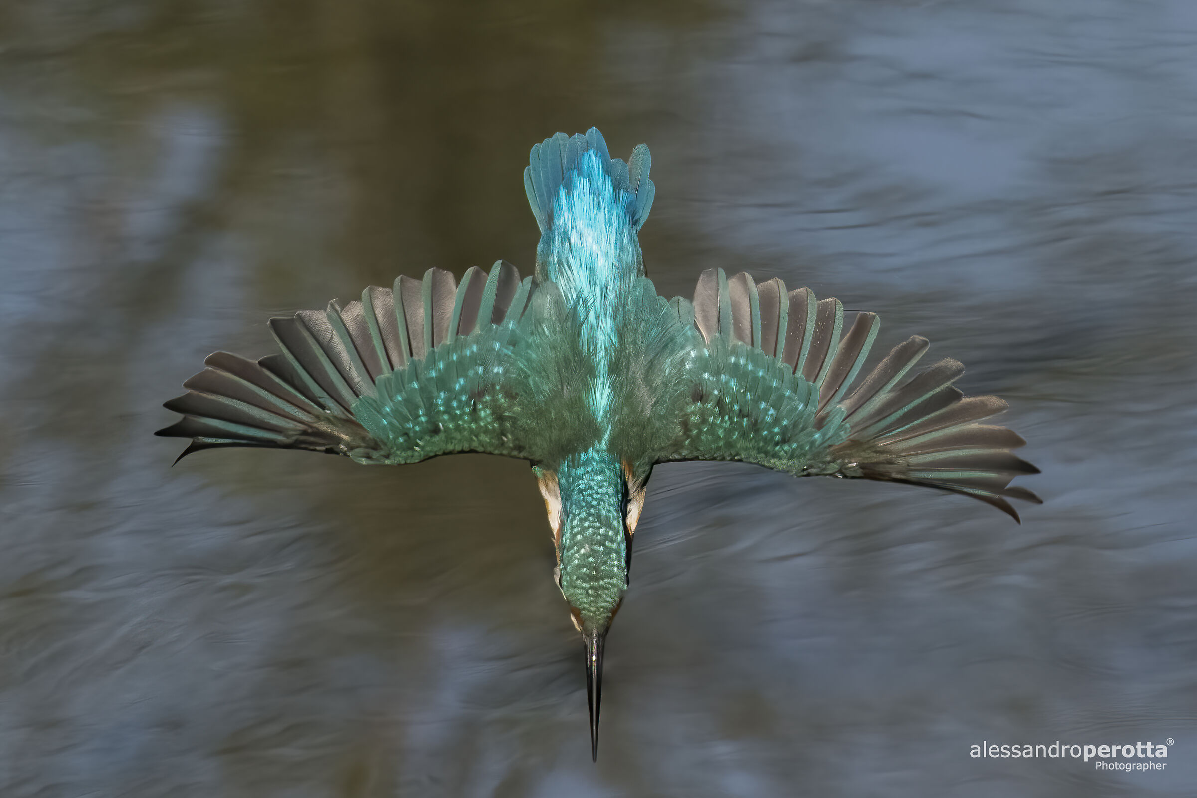 Alcedo atthis