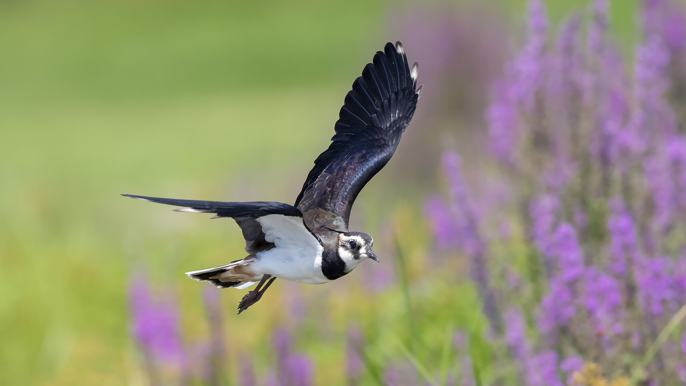 Lapwing