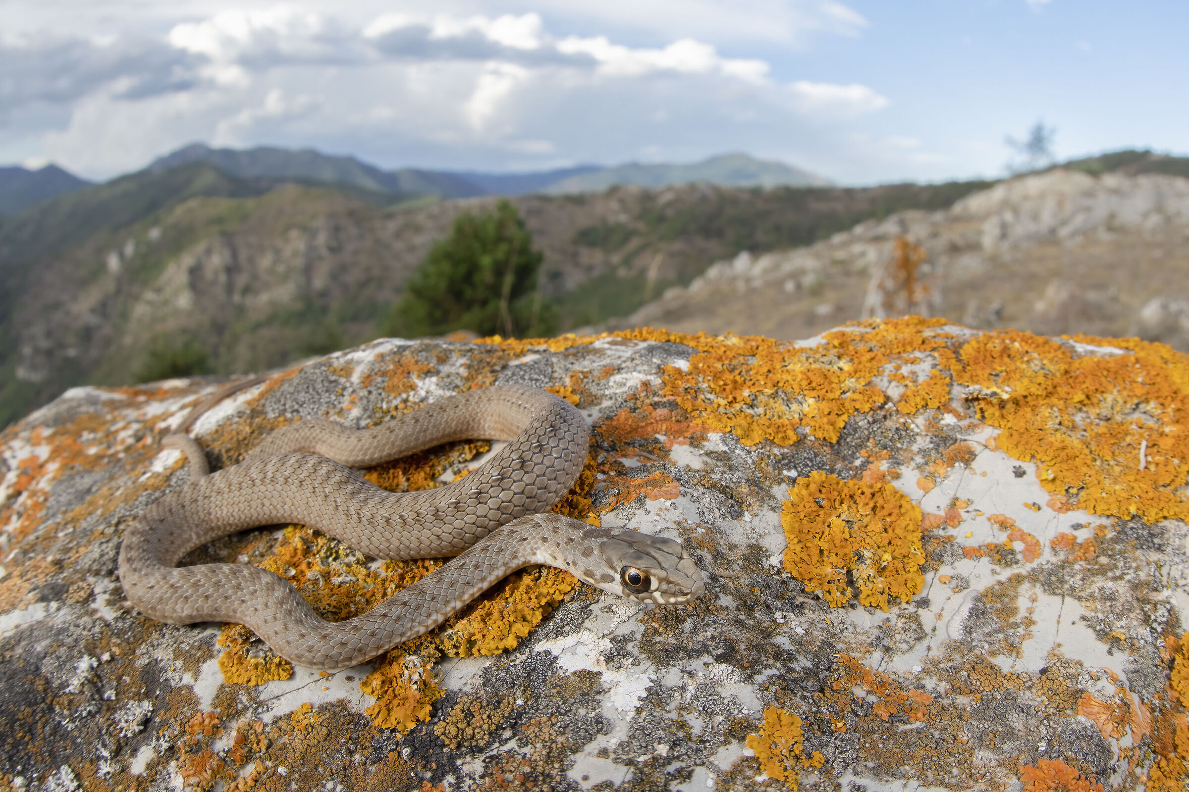 Young Colubro lacertino