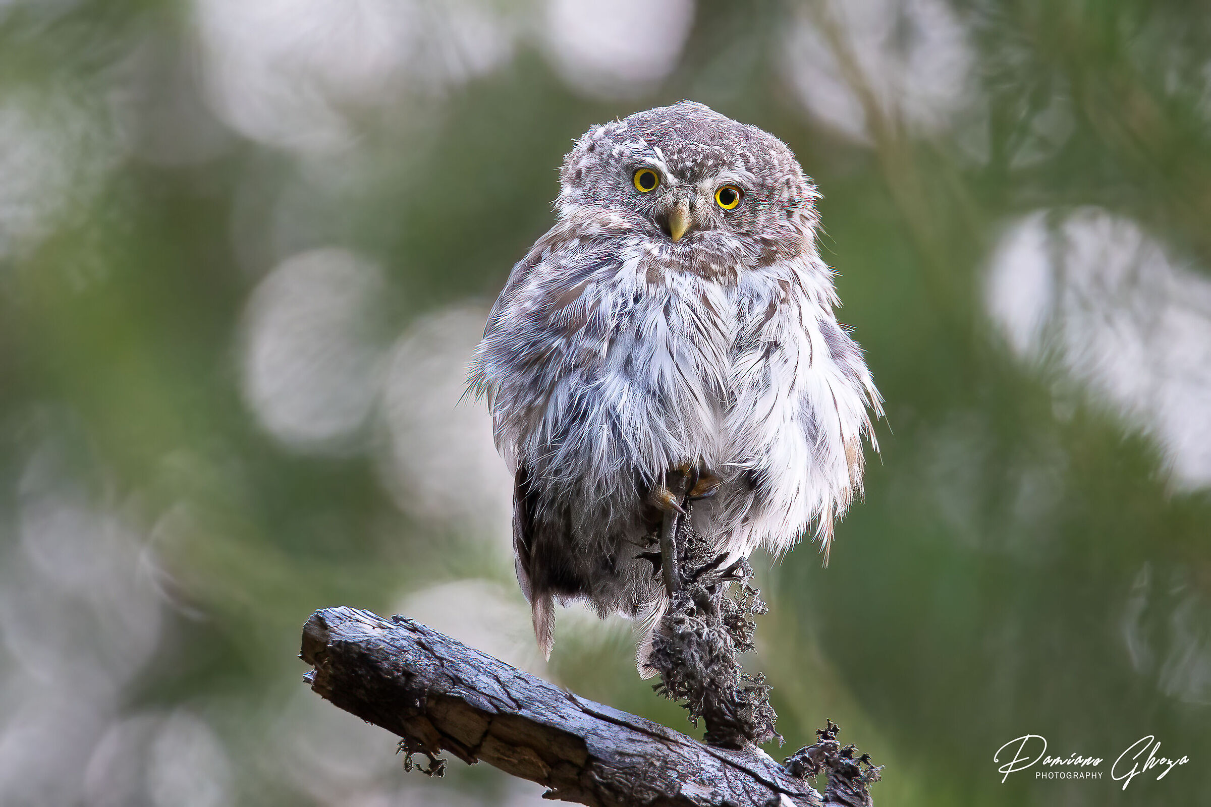 Piccoli abitanti del bosco