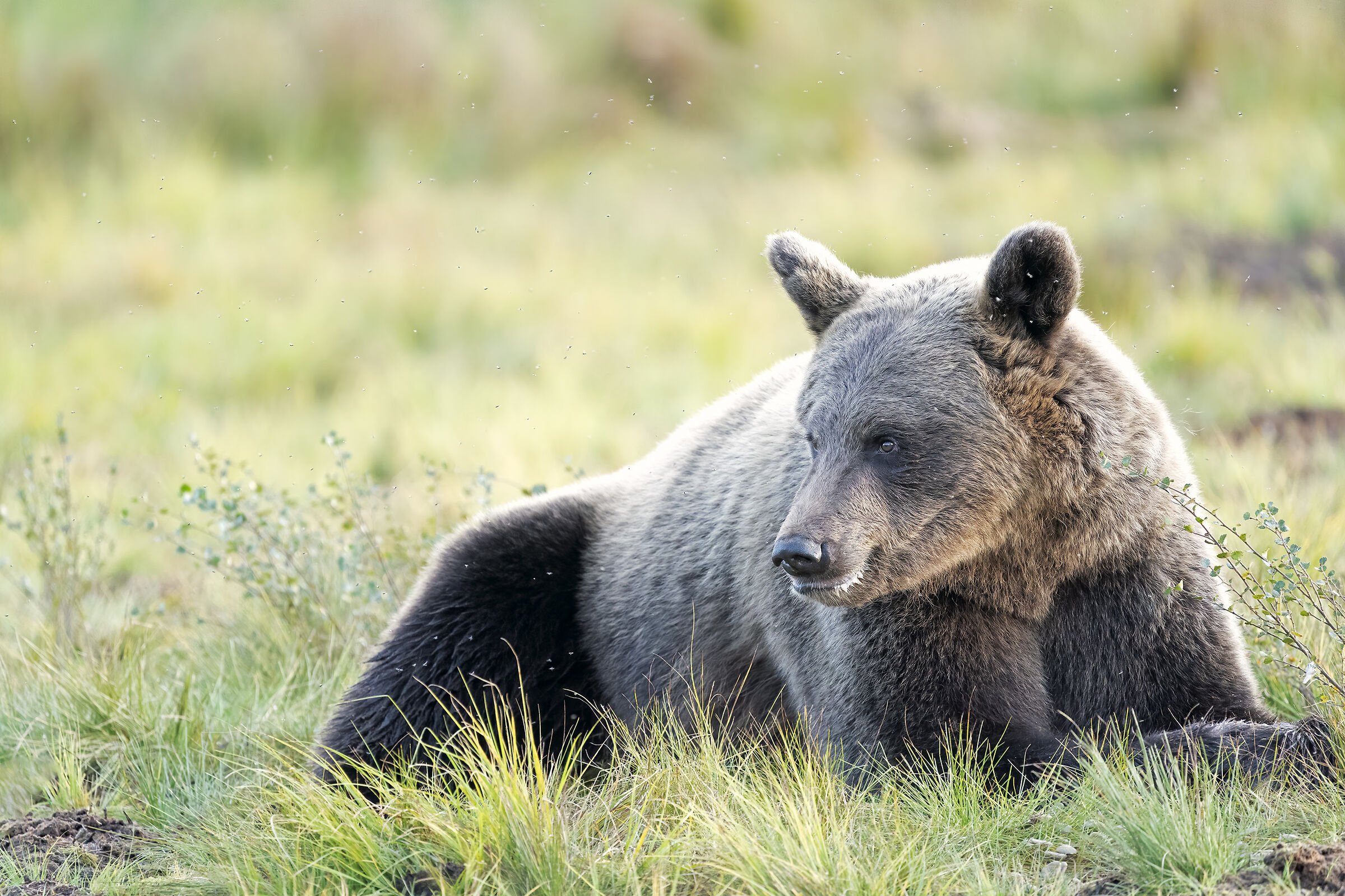 Relax nella Torbiera