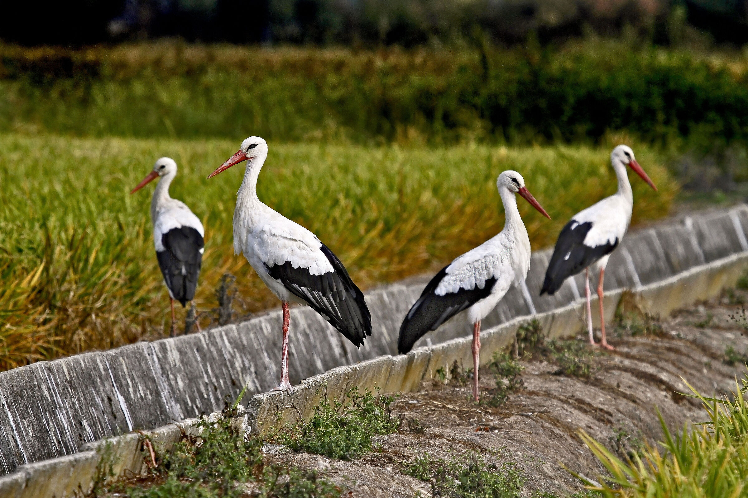 coreografia da cicogne