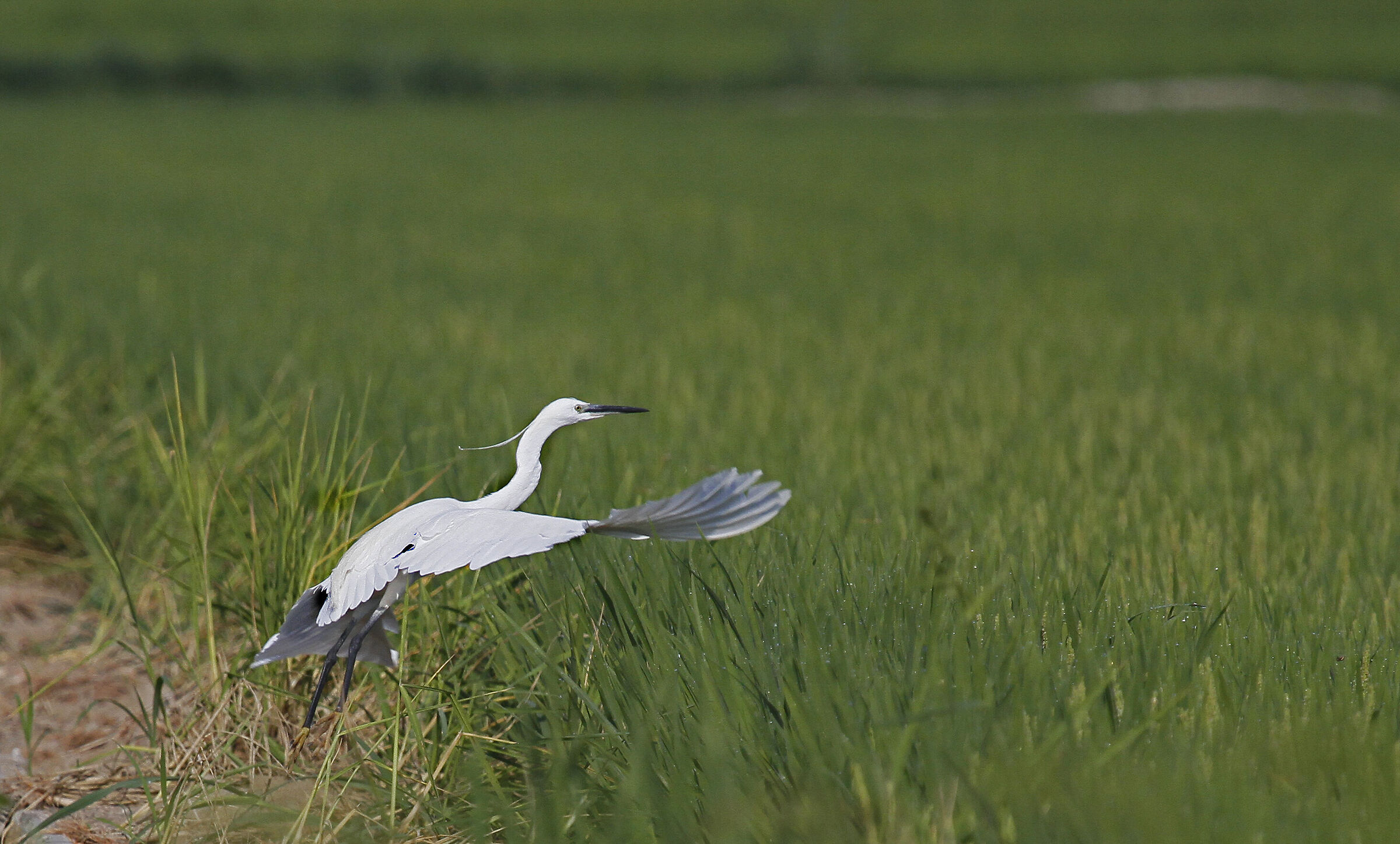 eiii aspettatemiii...