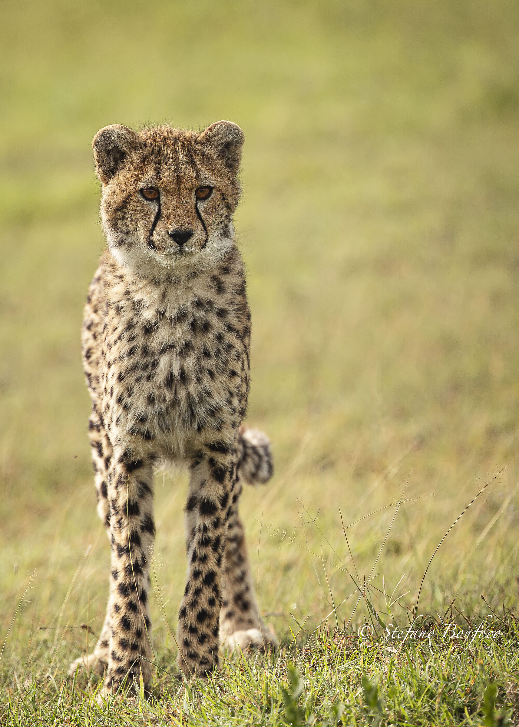 Il giovane Ghepardo (Acinonyx jubatus)