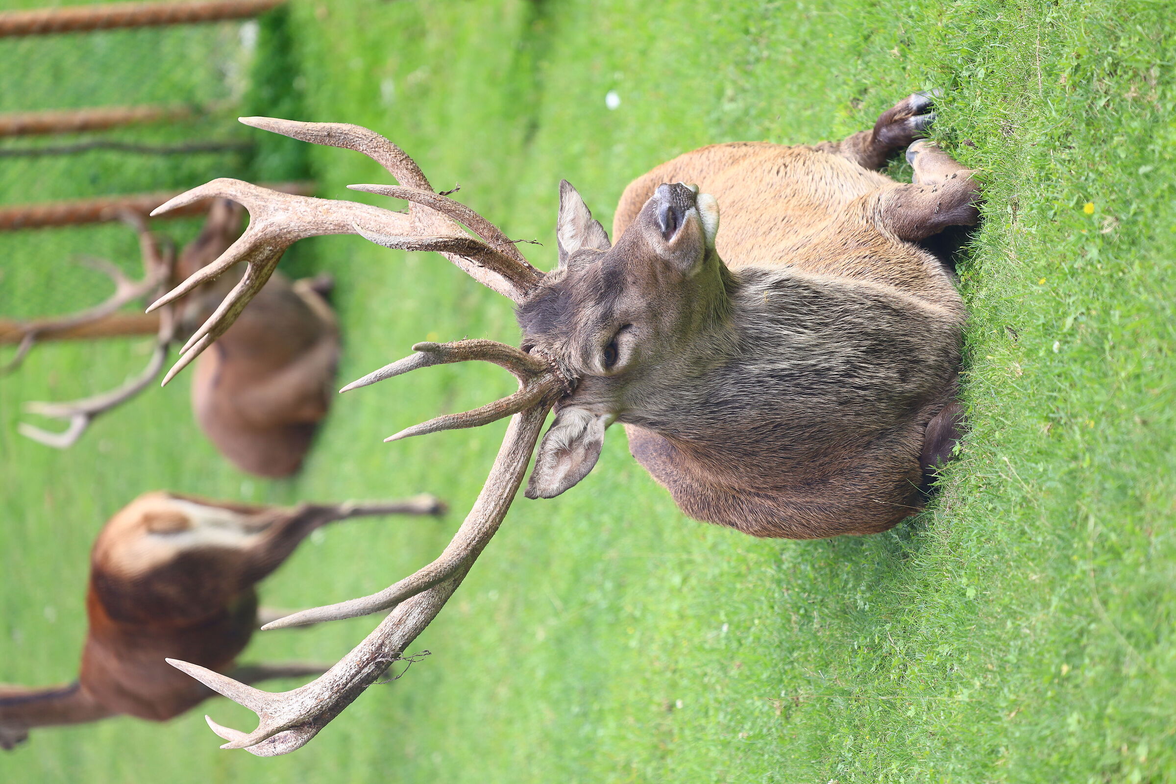 Deer