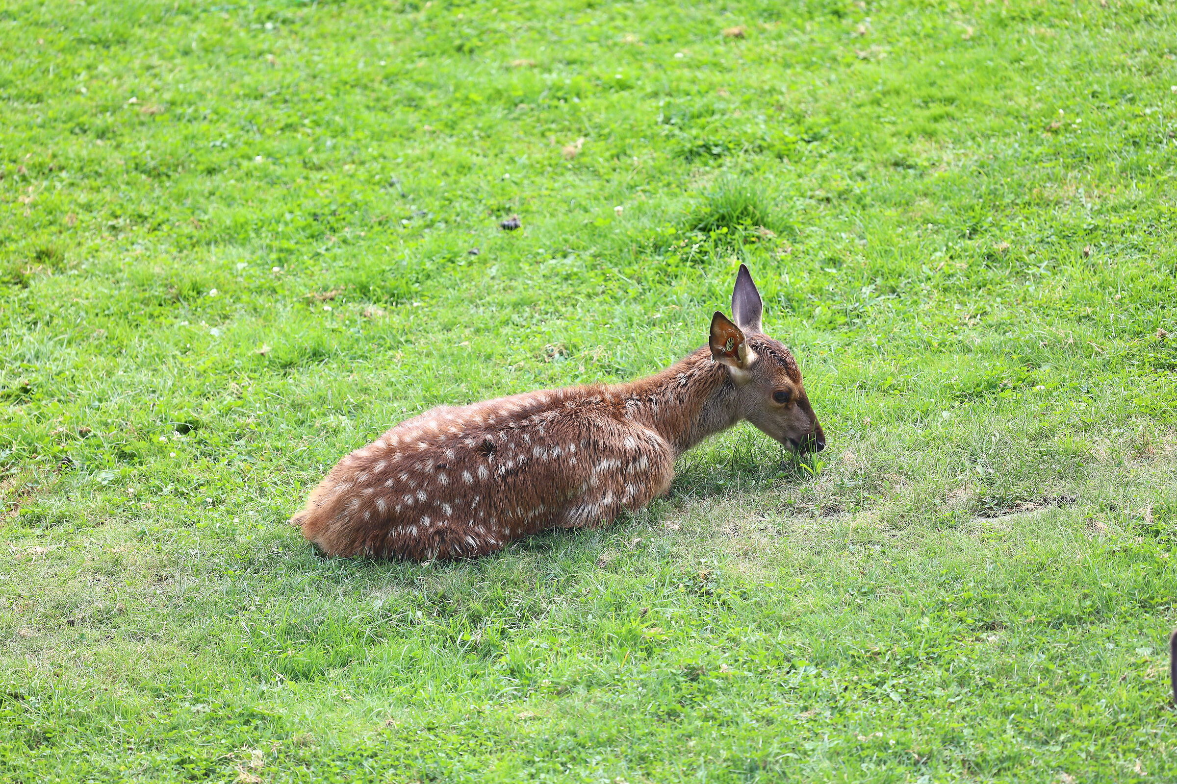 Fawn