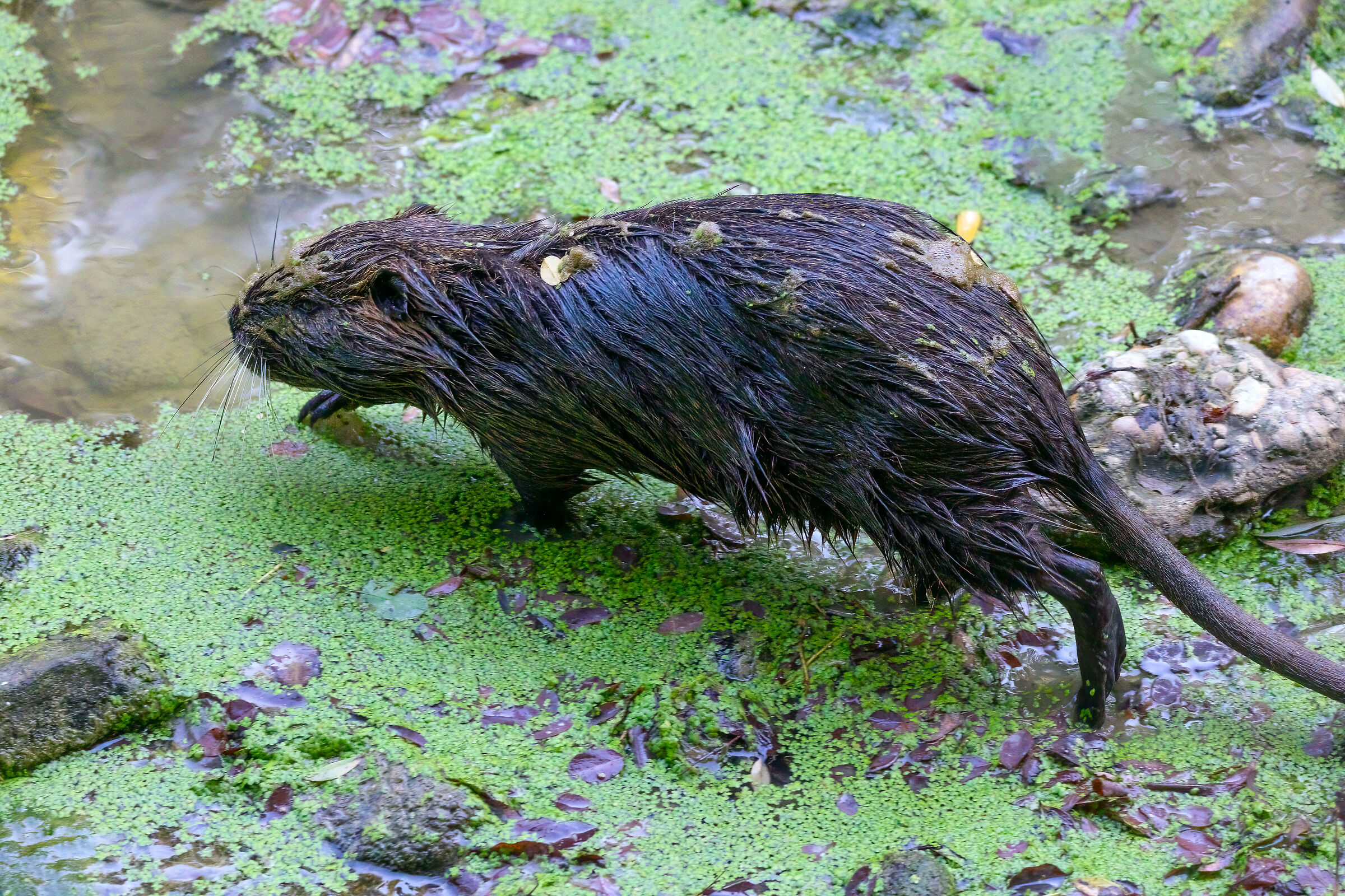 Nutria
