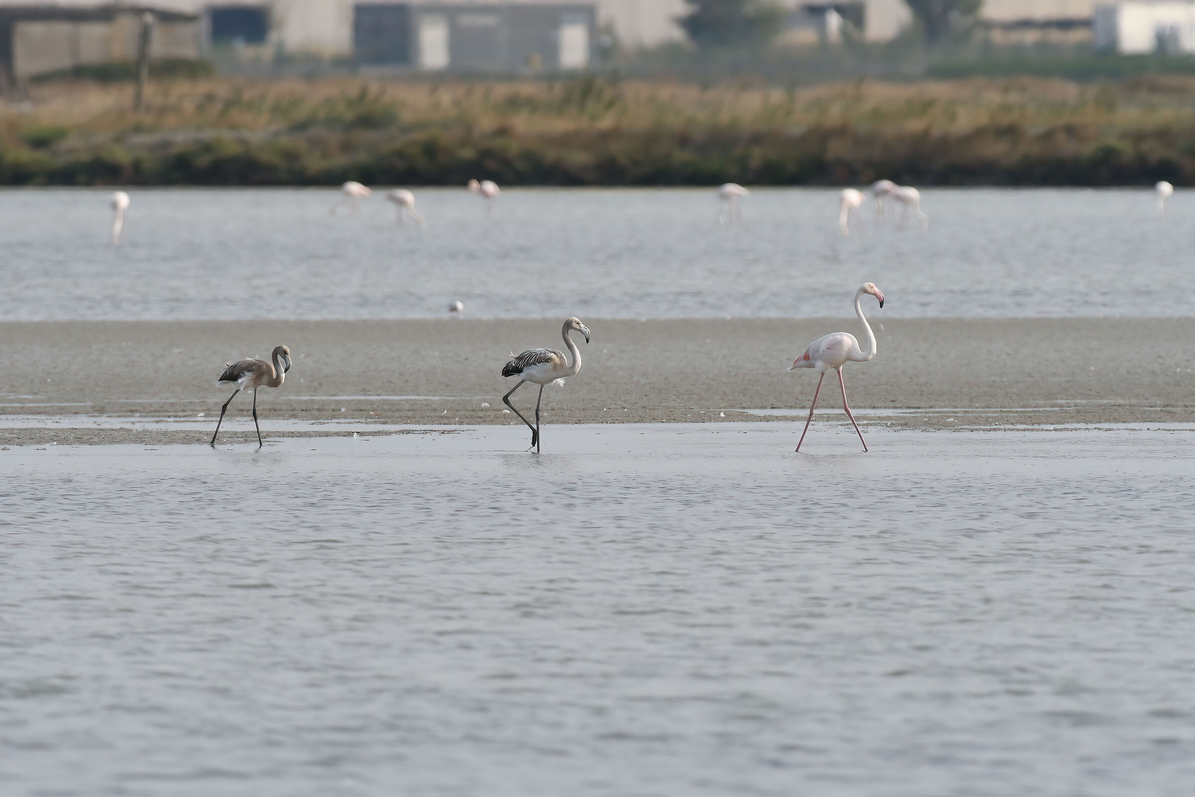Flamingo