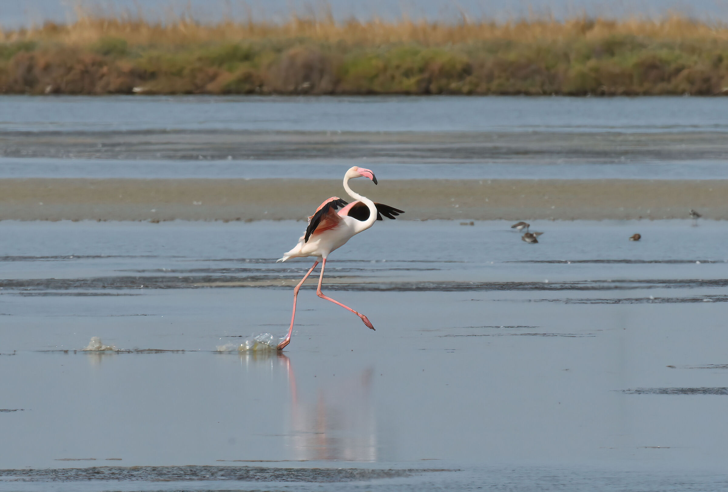 Flamingo