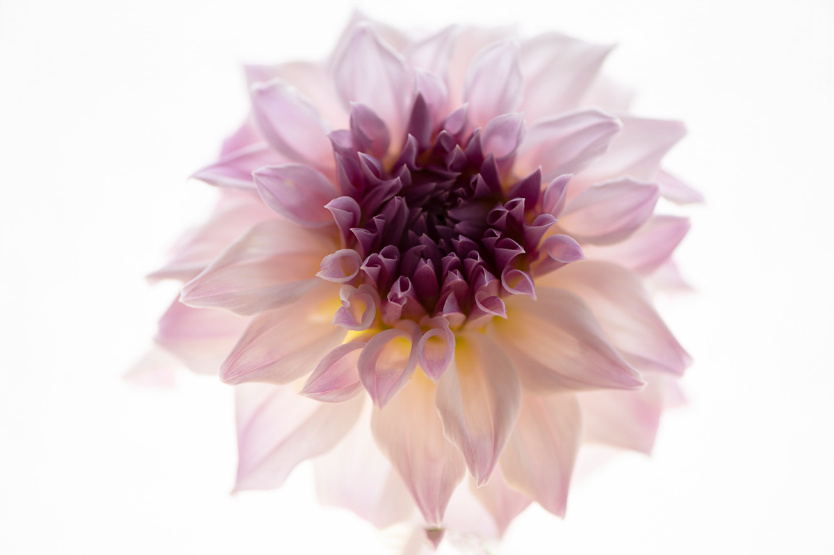 Dahlia