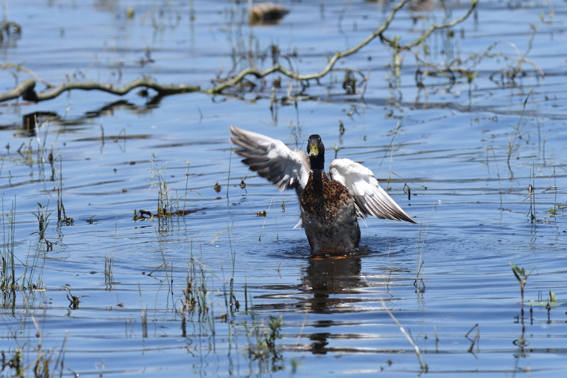 Duck