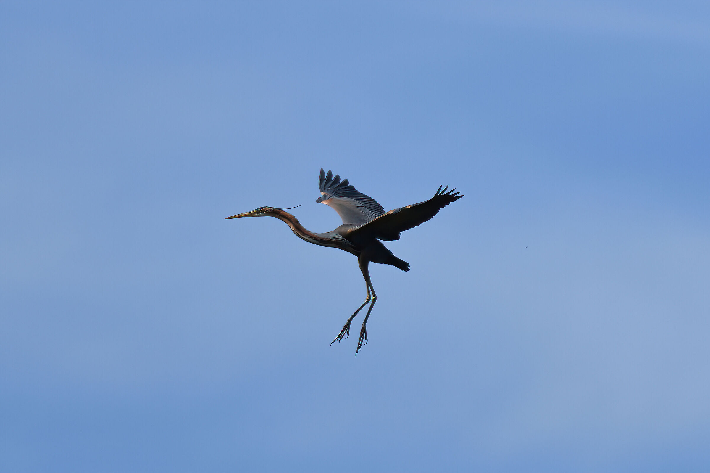 Purple heron