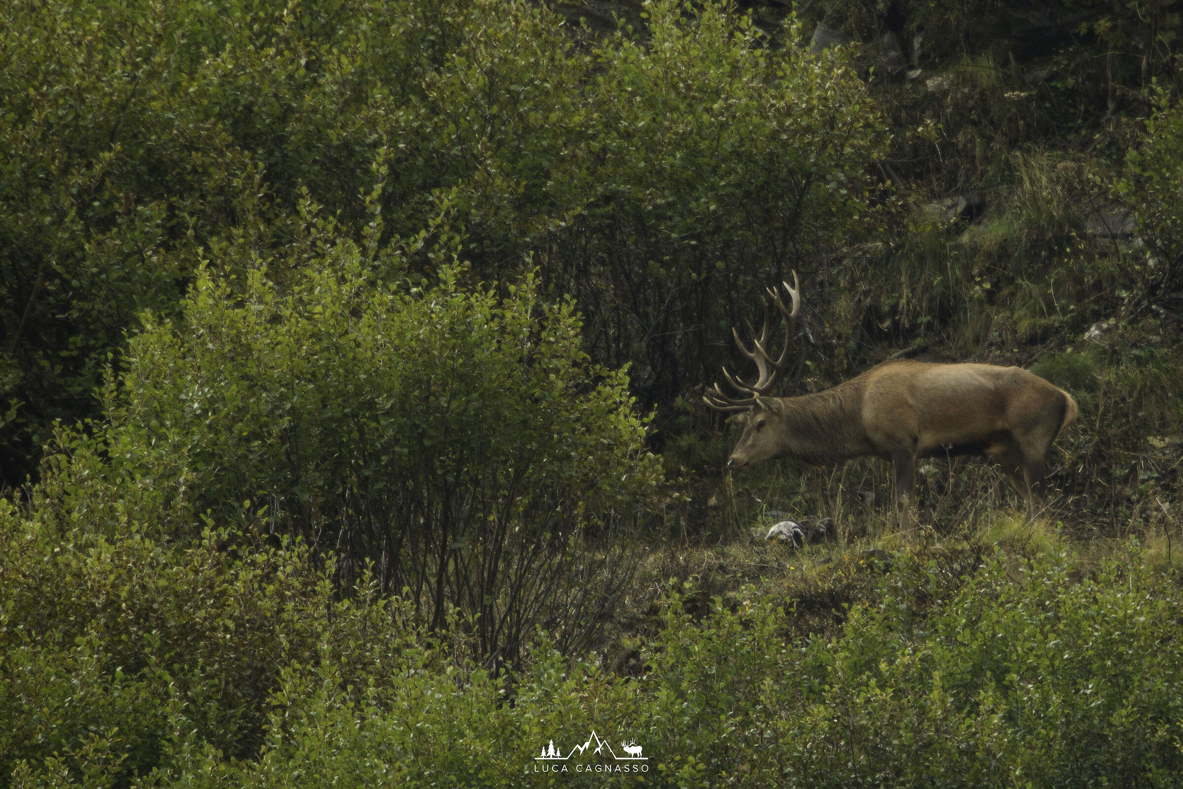 Deer