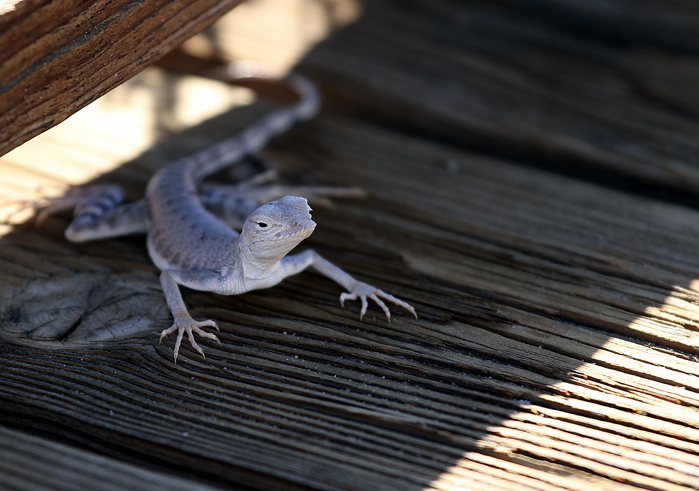 Lizard, della Valle della Morte