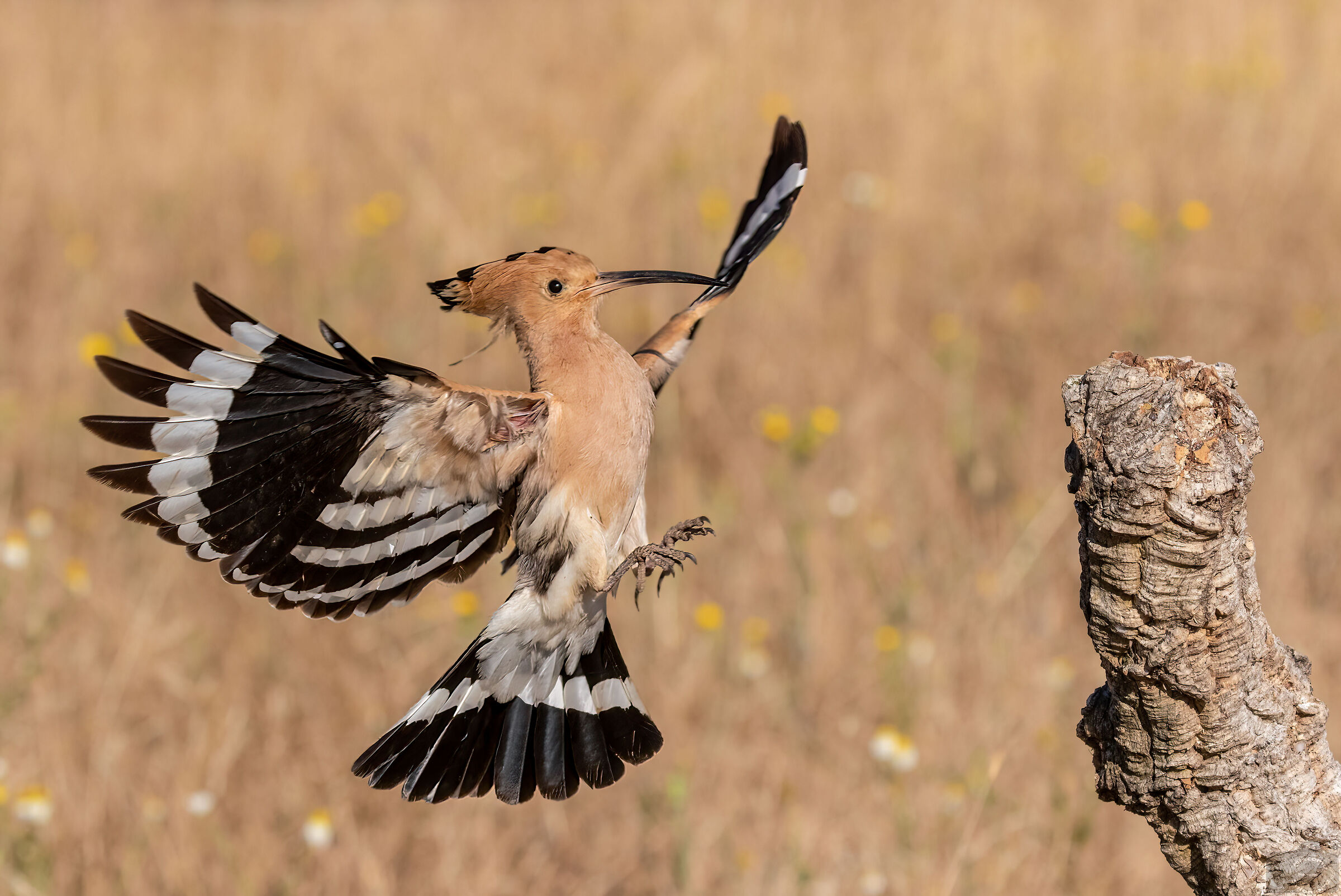 Hoopoe on the way.