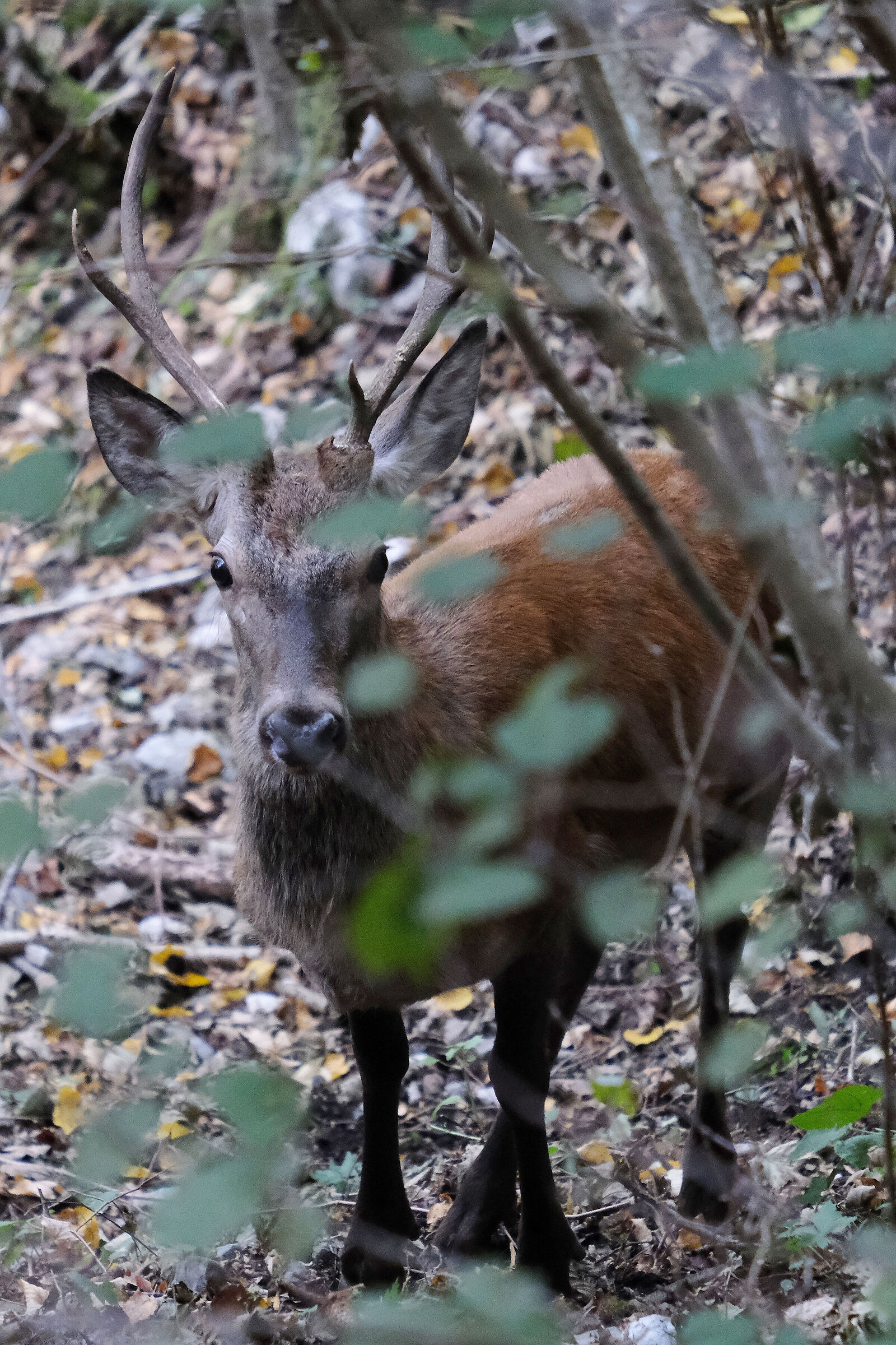 A quattrocchi col principe del bosco