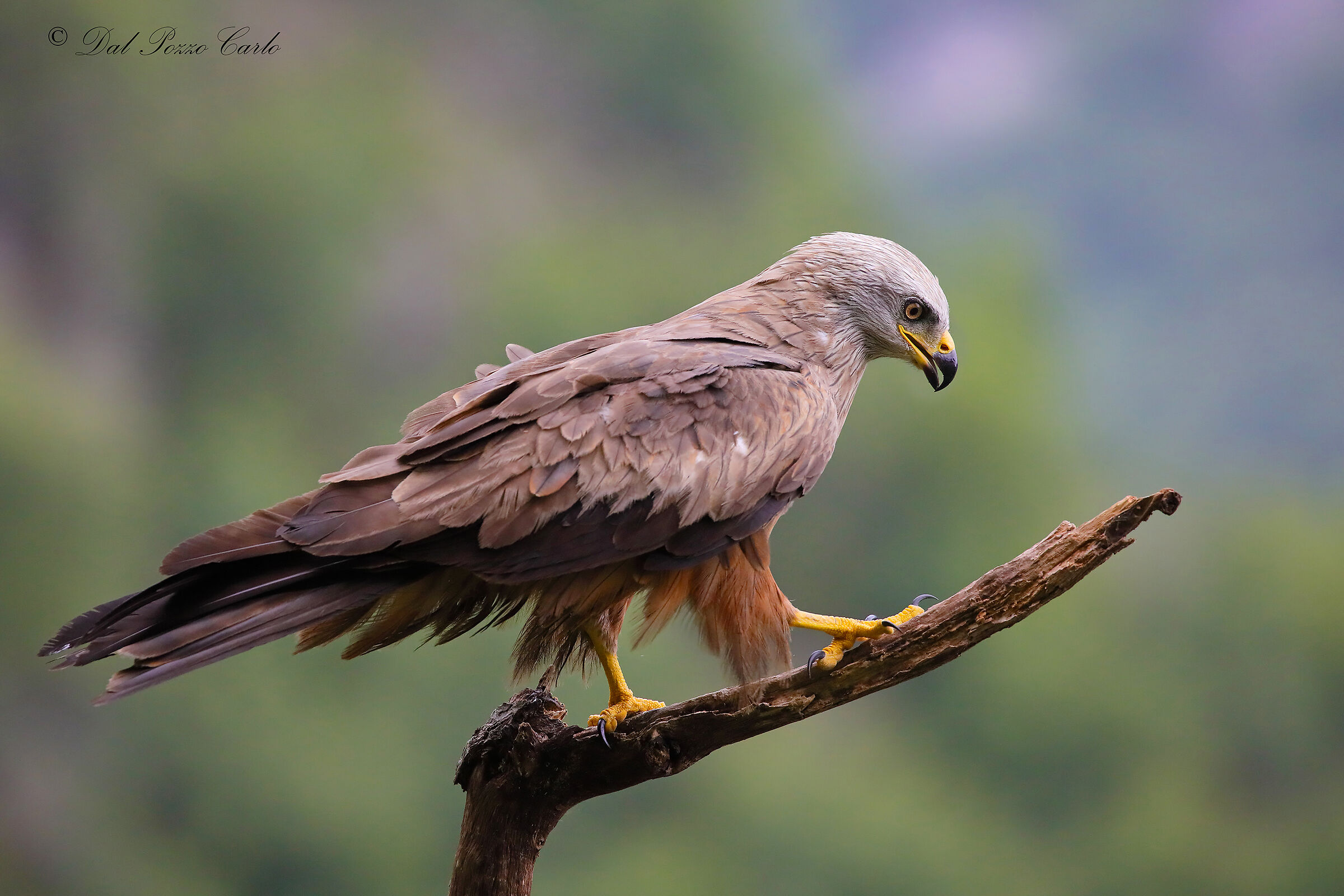 Black kite