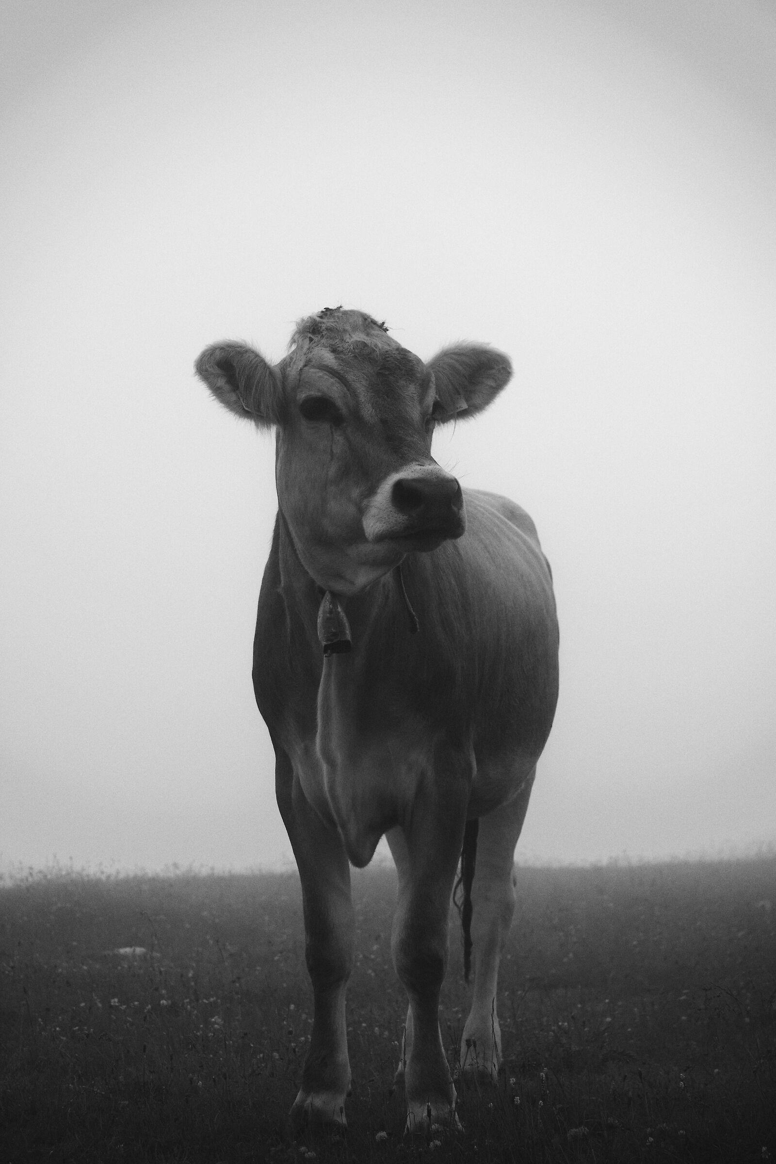 Mucche nella nebbia