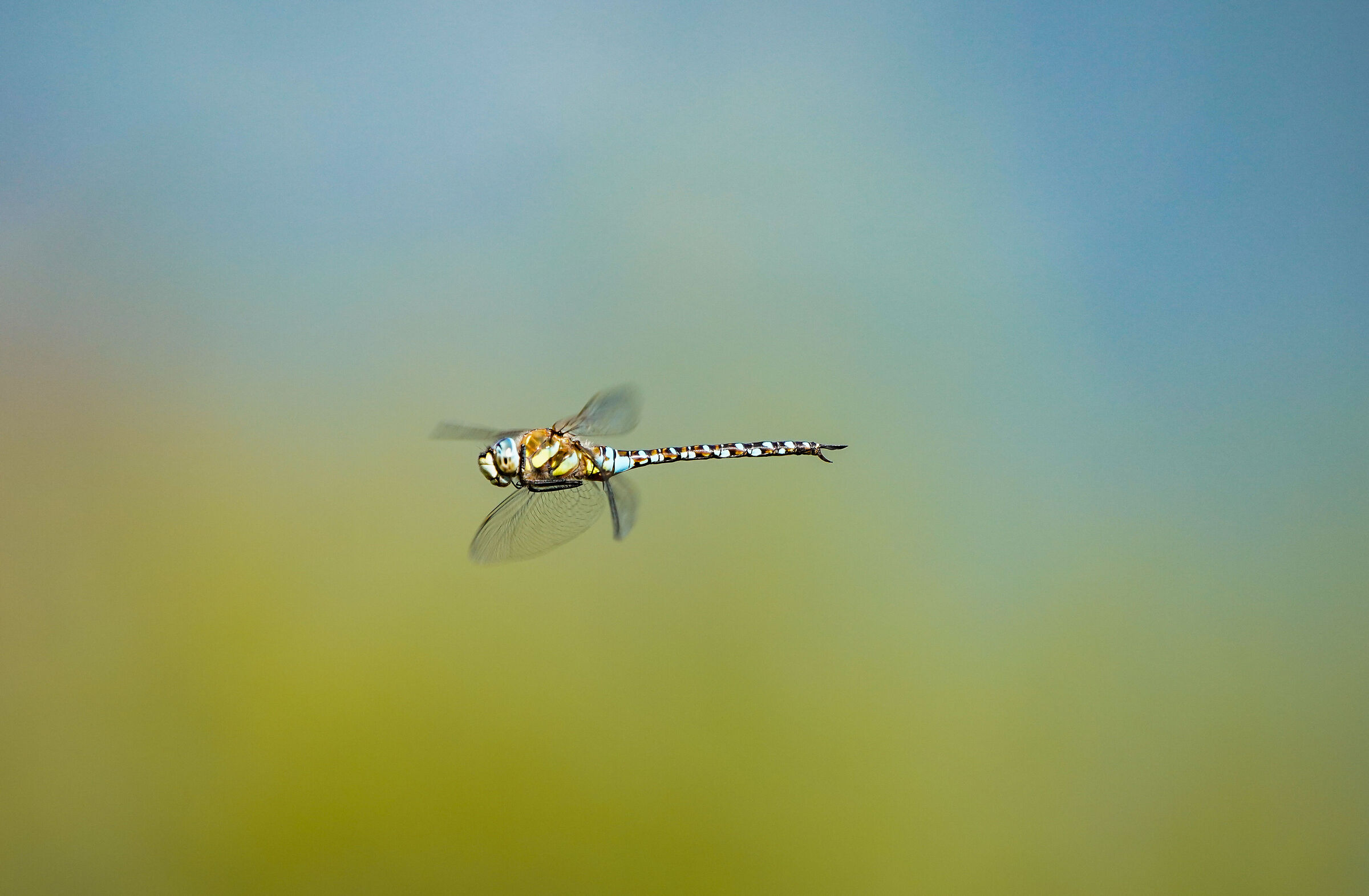 Aeshna affinis in flight