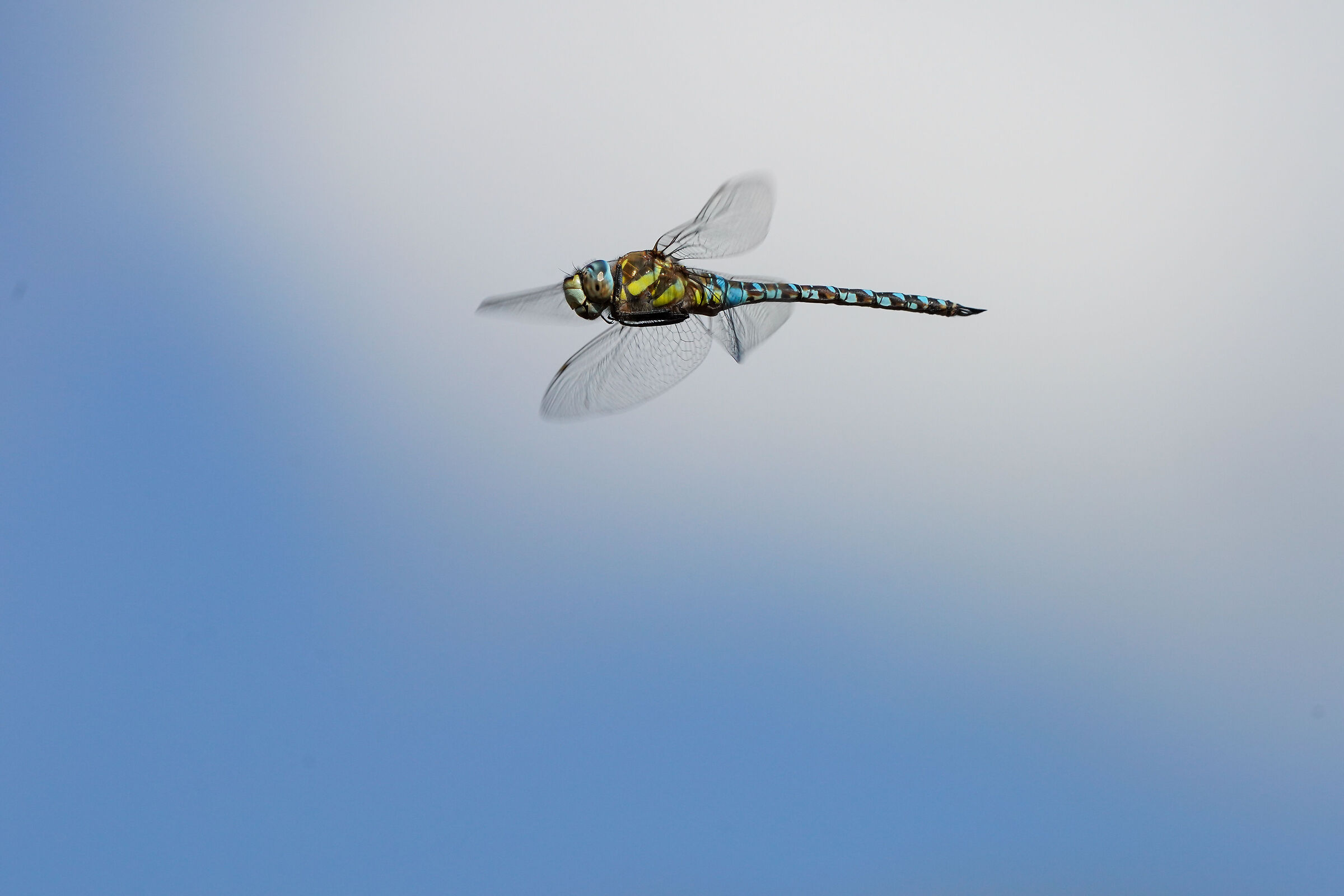 Aeshna affinis in flight