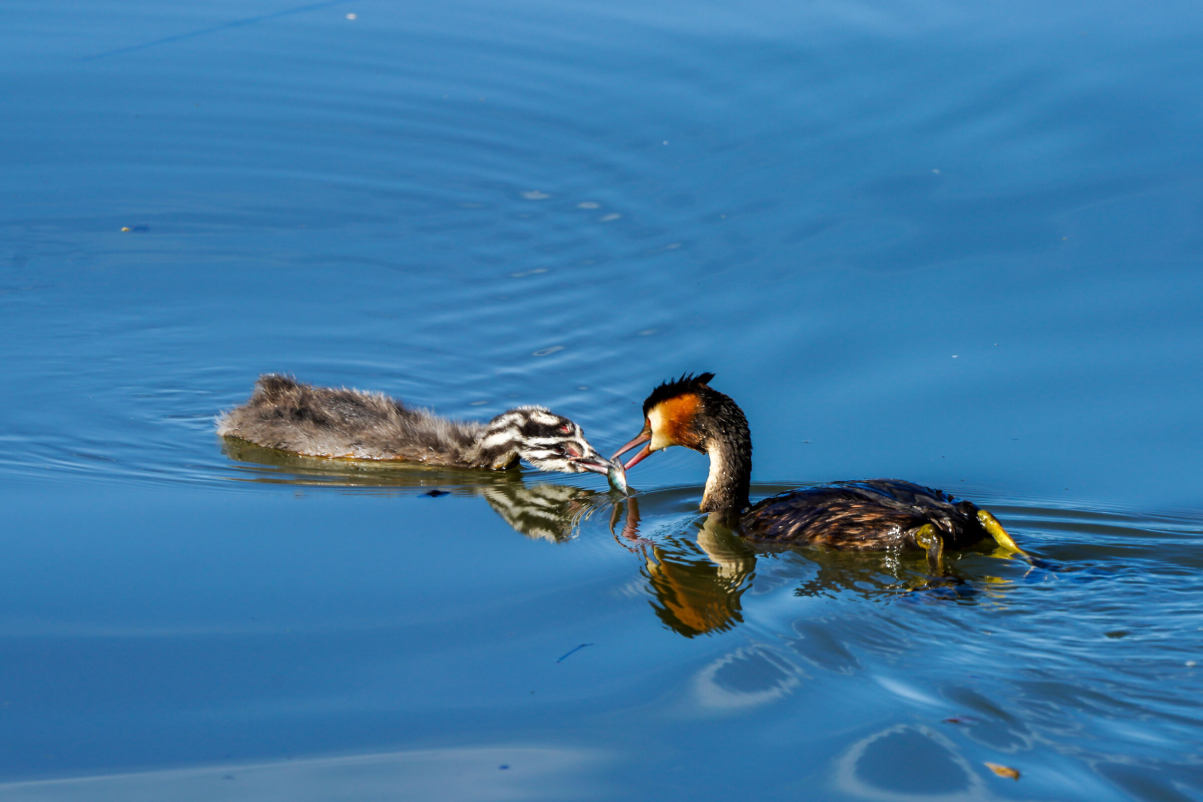 Sweet mom Grebes with the little one