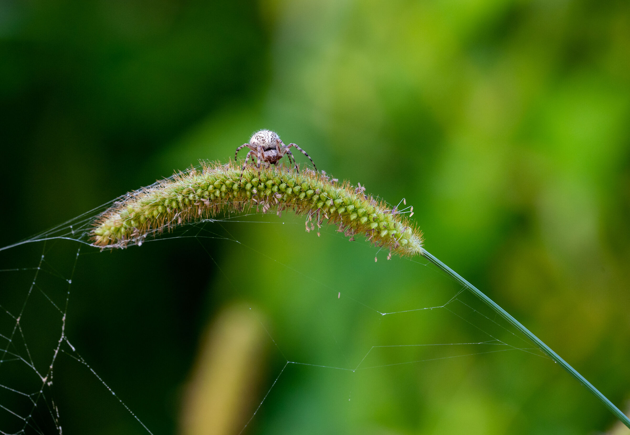 Spider mite in the early morning;