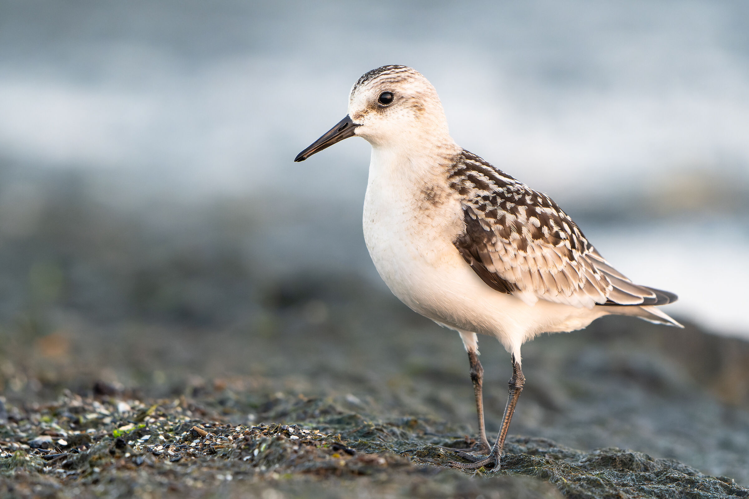 Sanderling (Calidris alba)