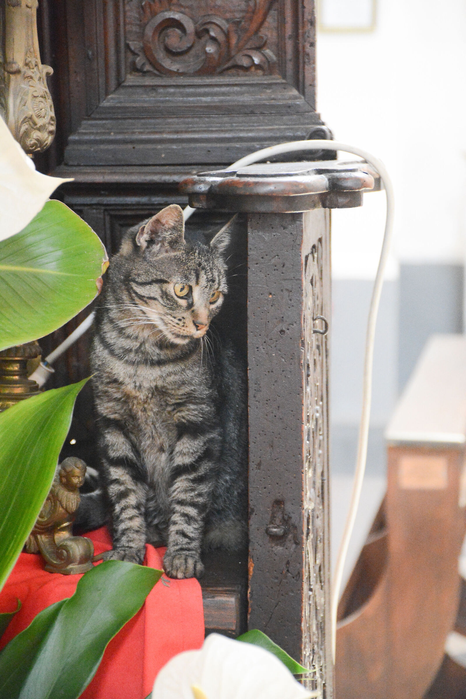 Lea, una gattina in chiesa...