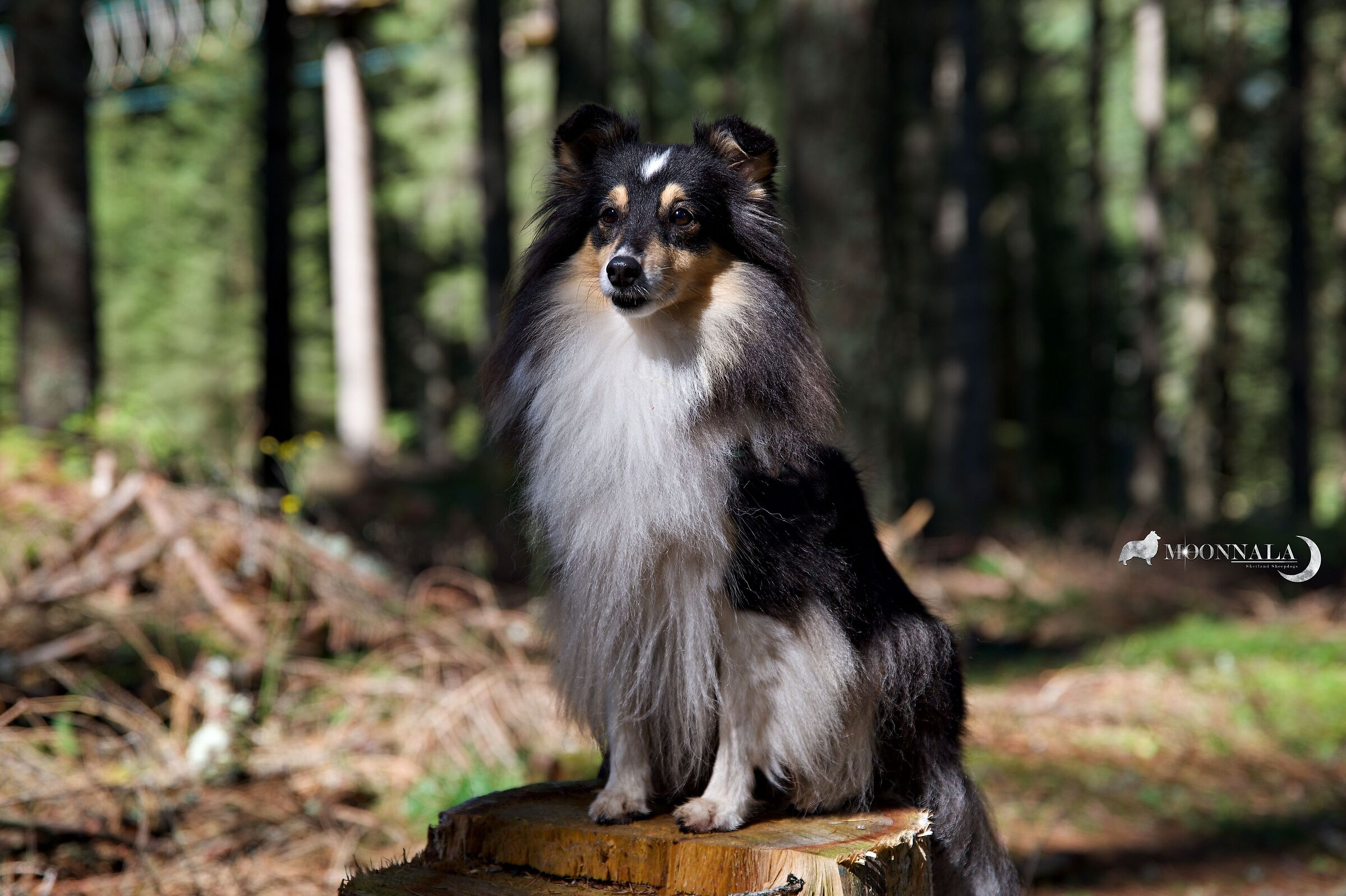 my favorite model - Nala