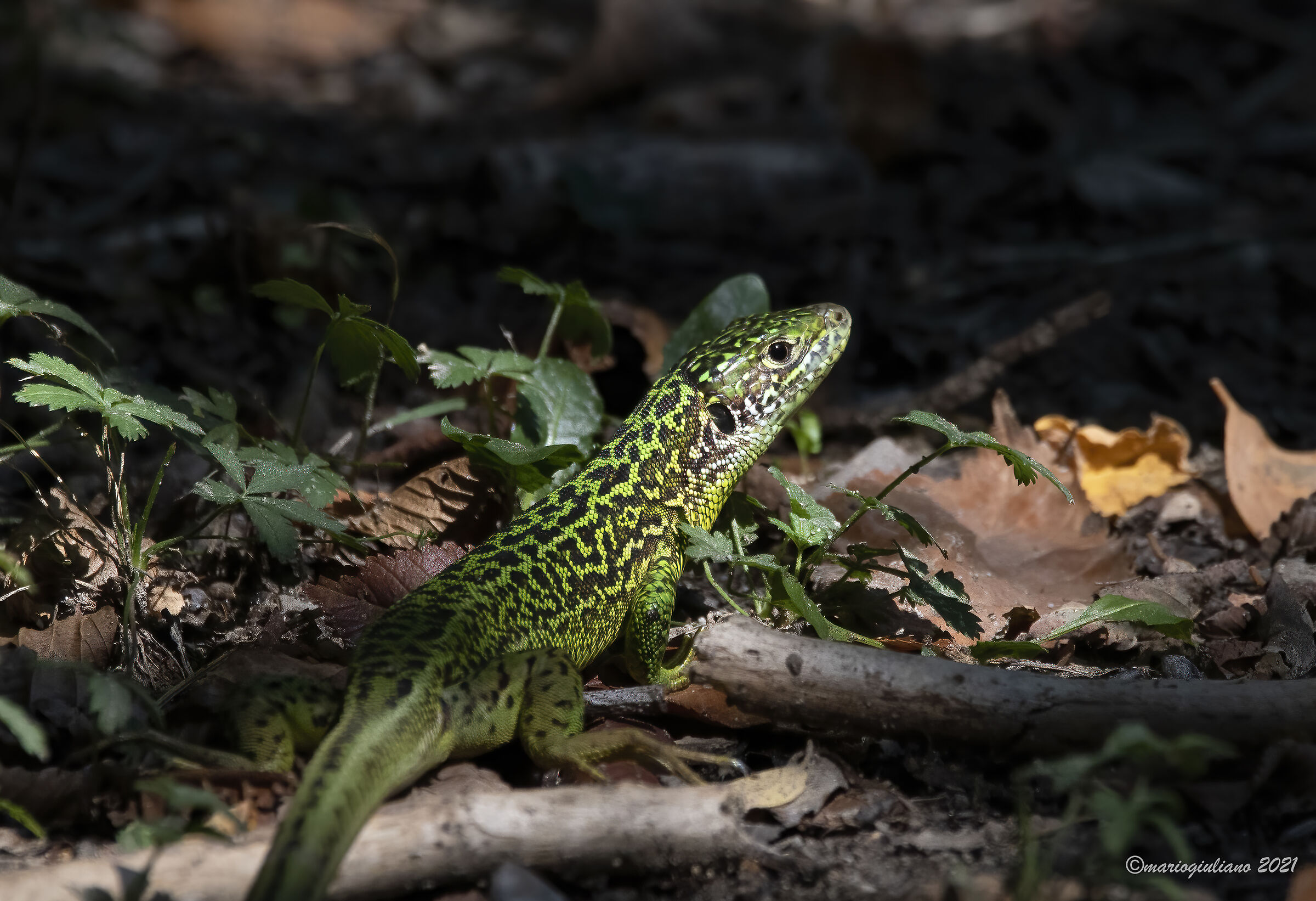 Green lizard