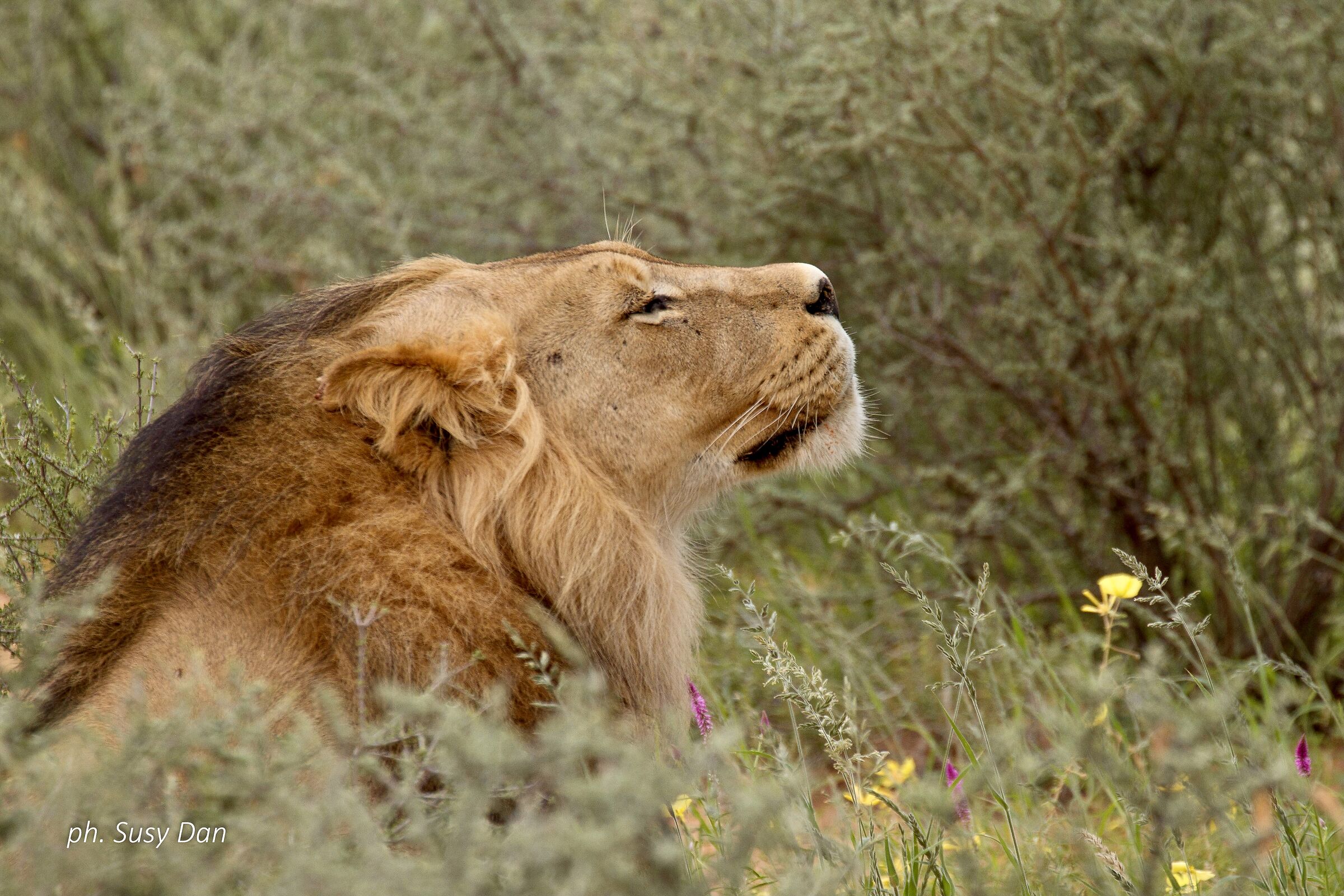Inebriante è il profumo dei fiori…