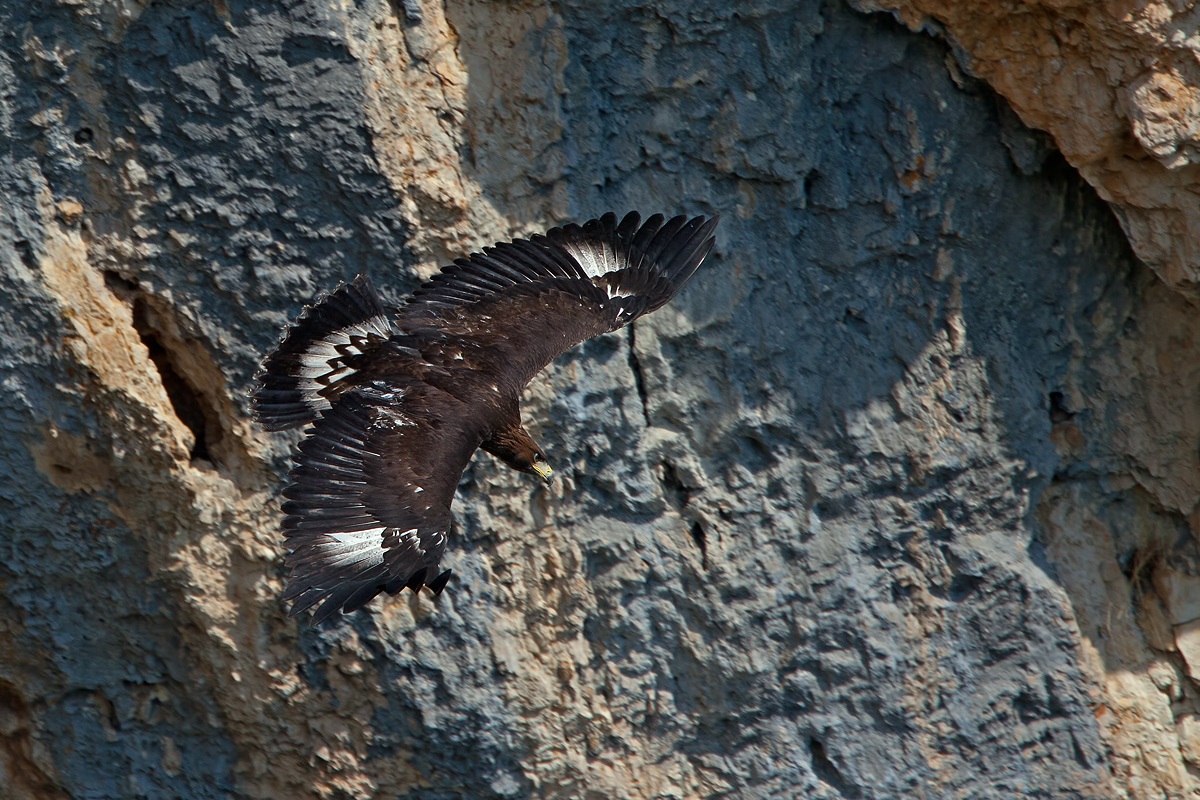 Golden Eagle Juv.