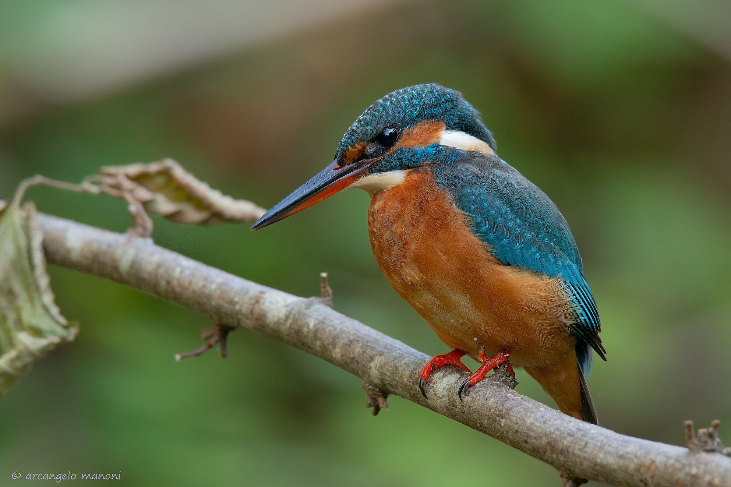Alcedo atthis female