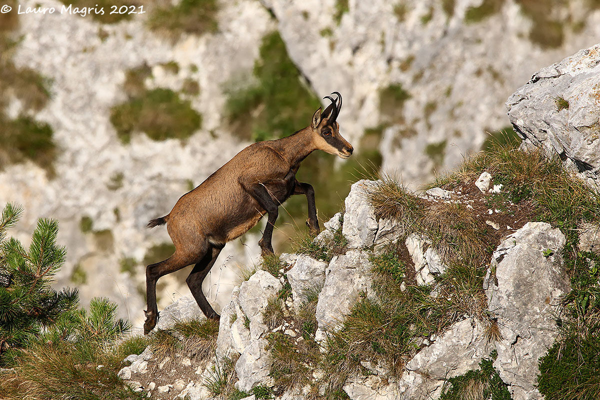 Aggrapparsi con le zampe