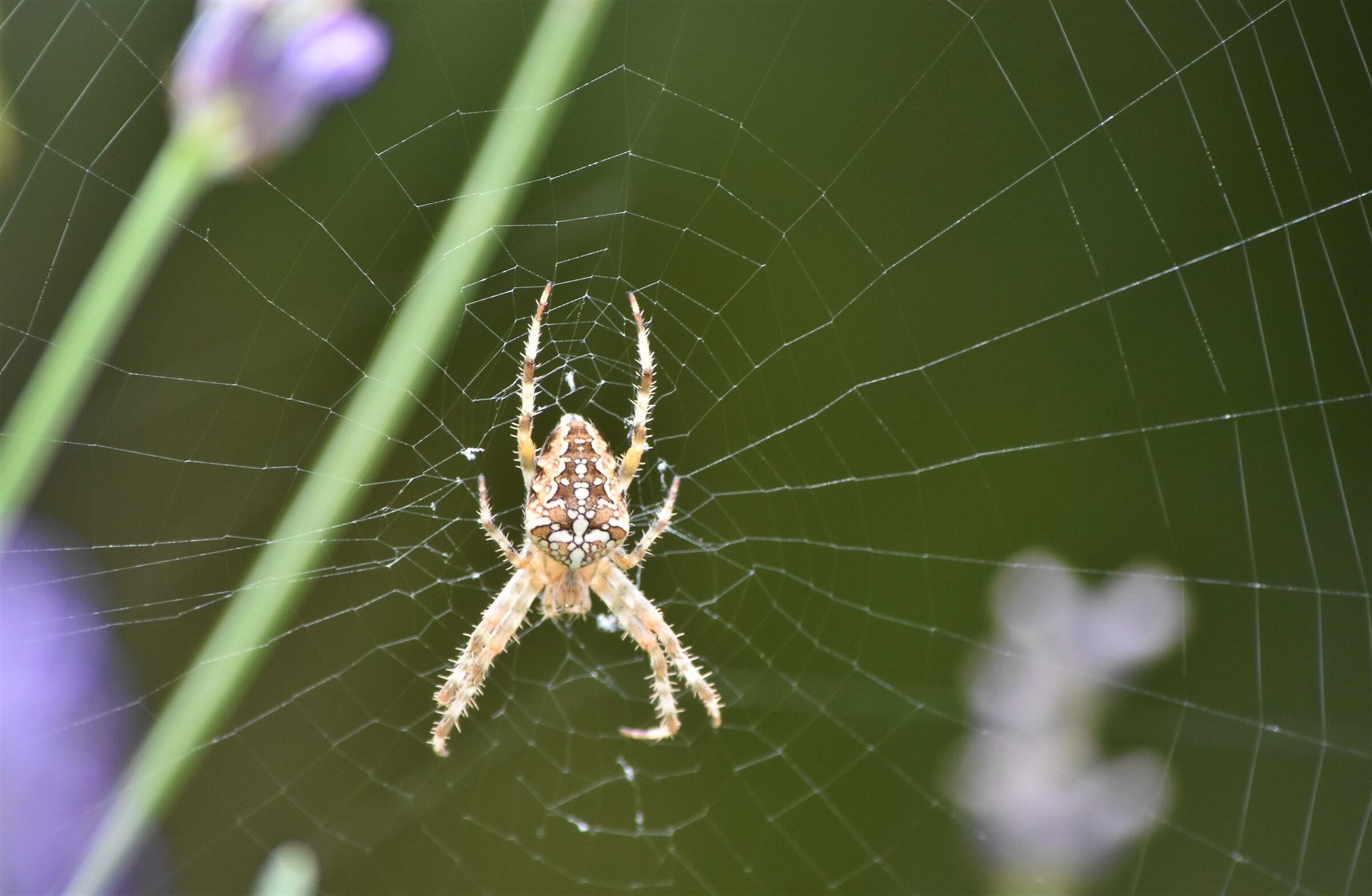 Araneus diademata