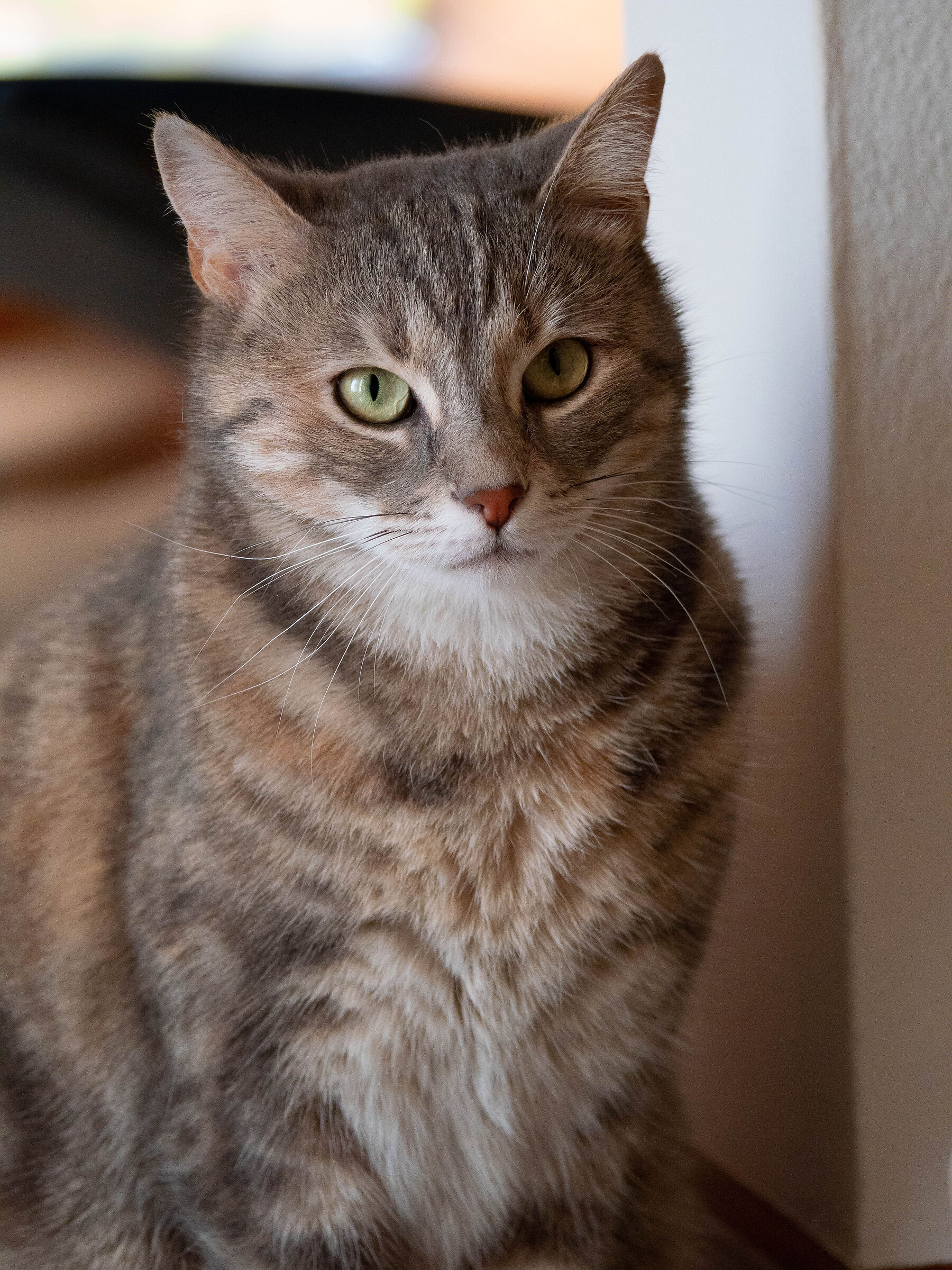 The Cat 2