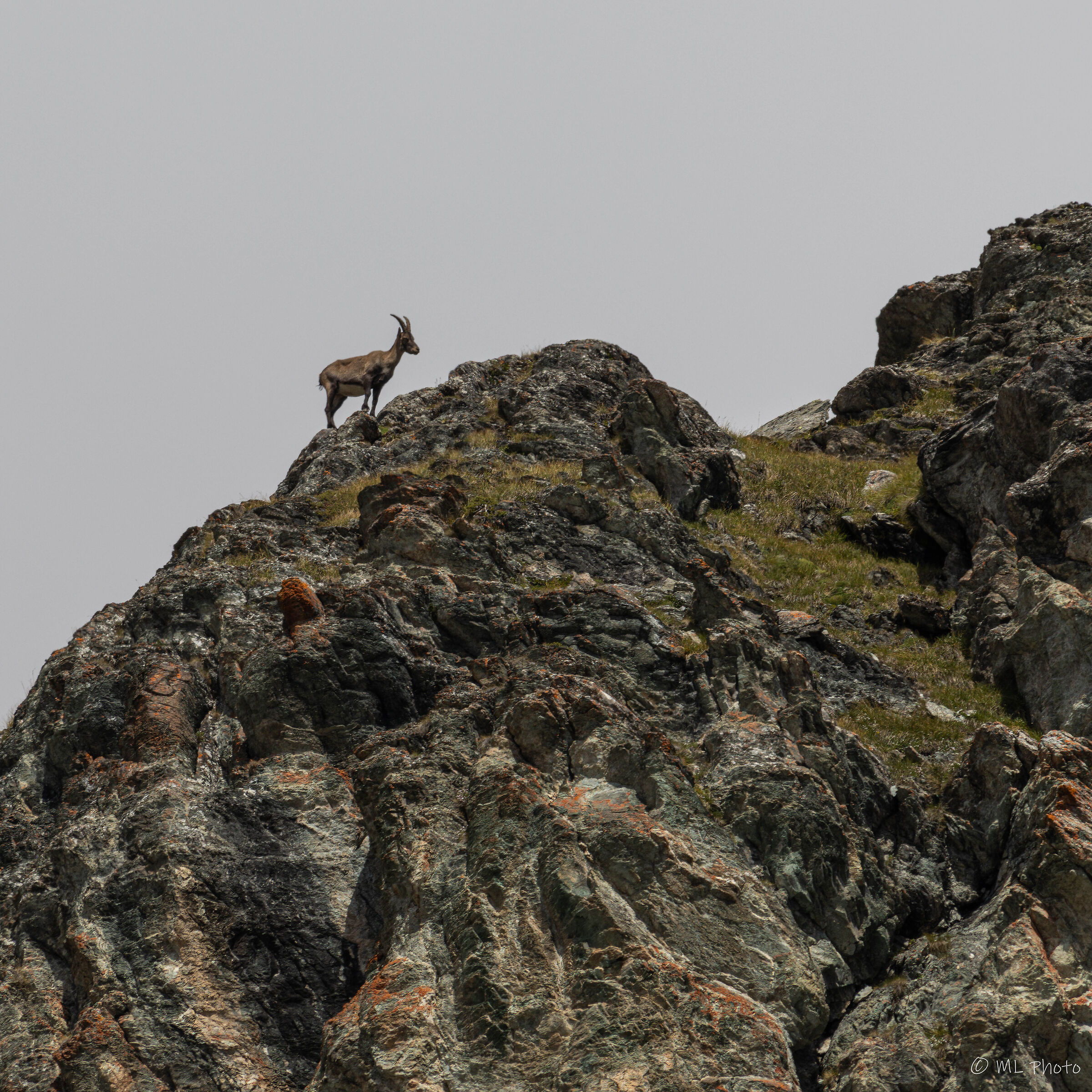 Ibex